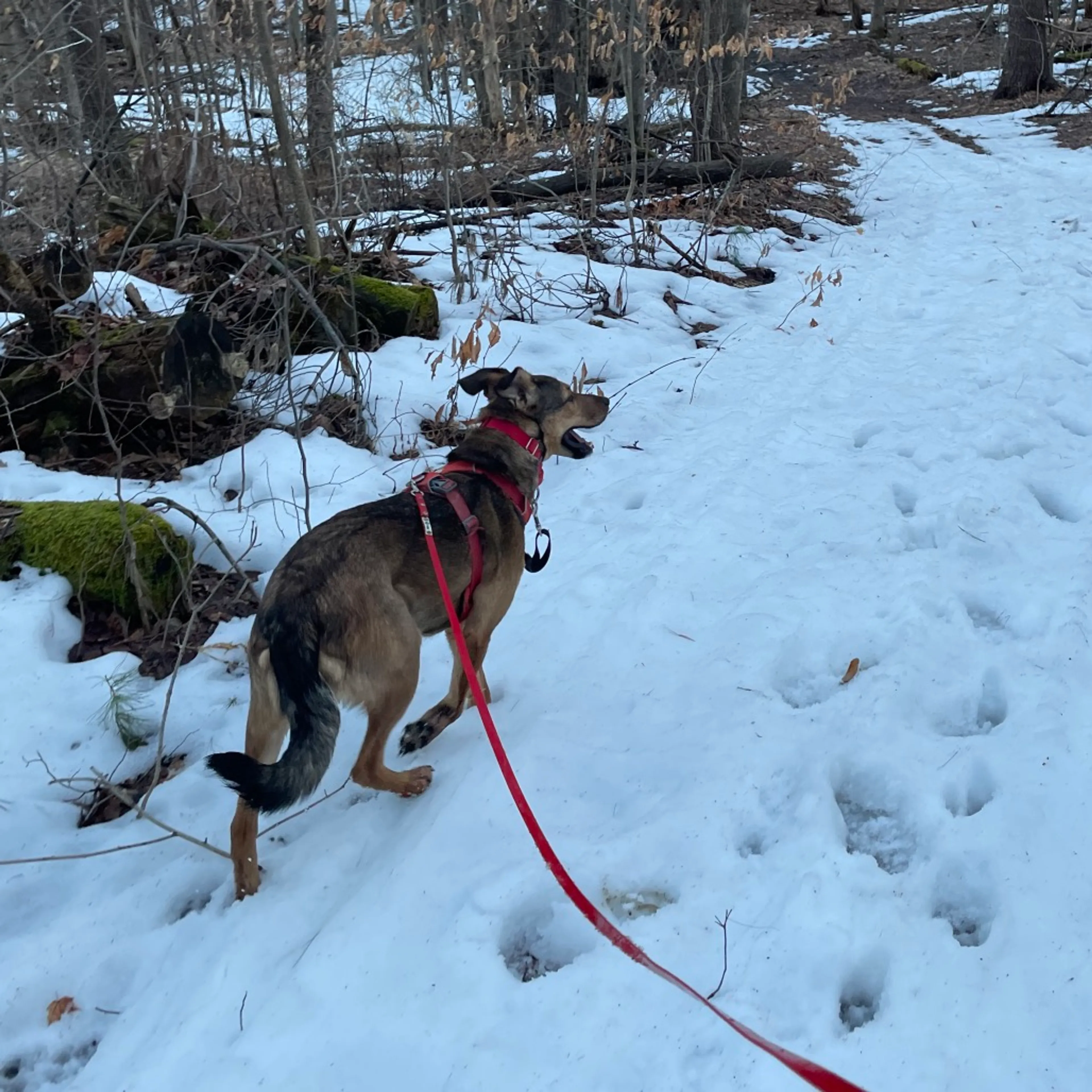 Found pet-20