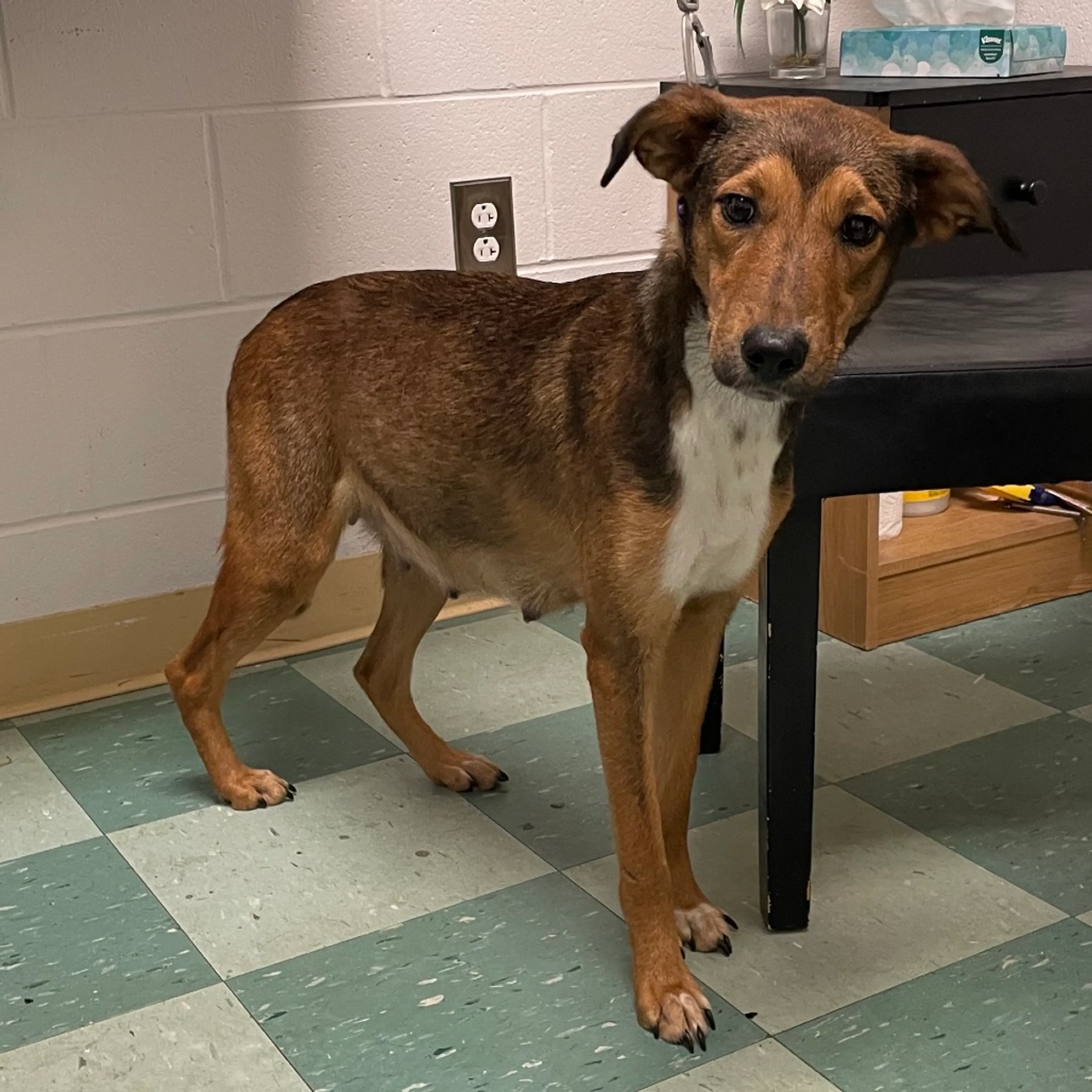 Found pet-8