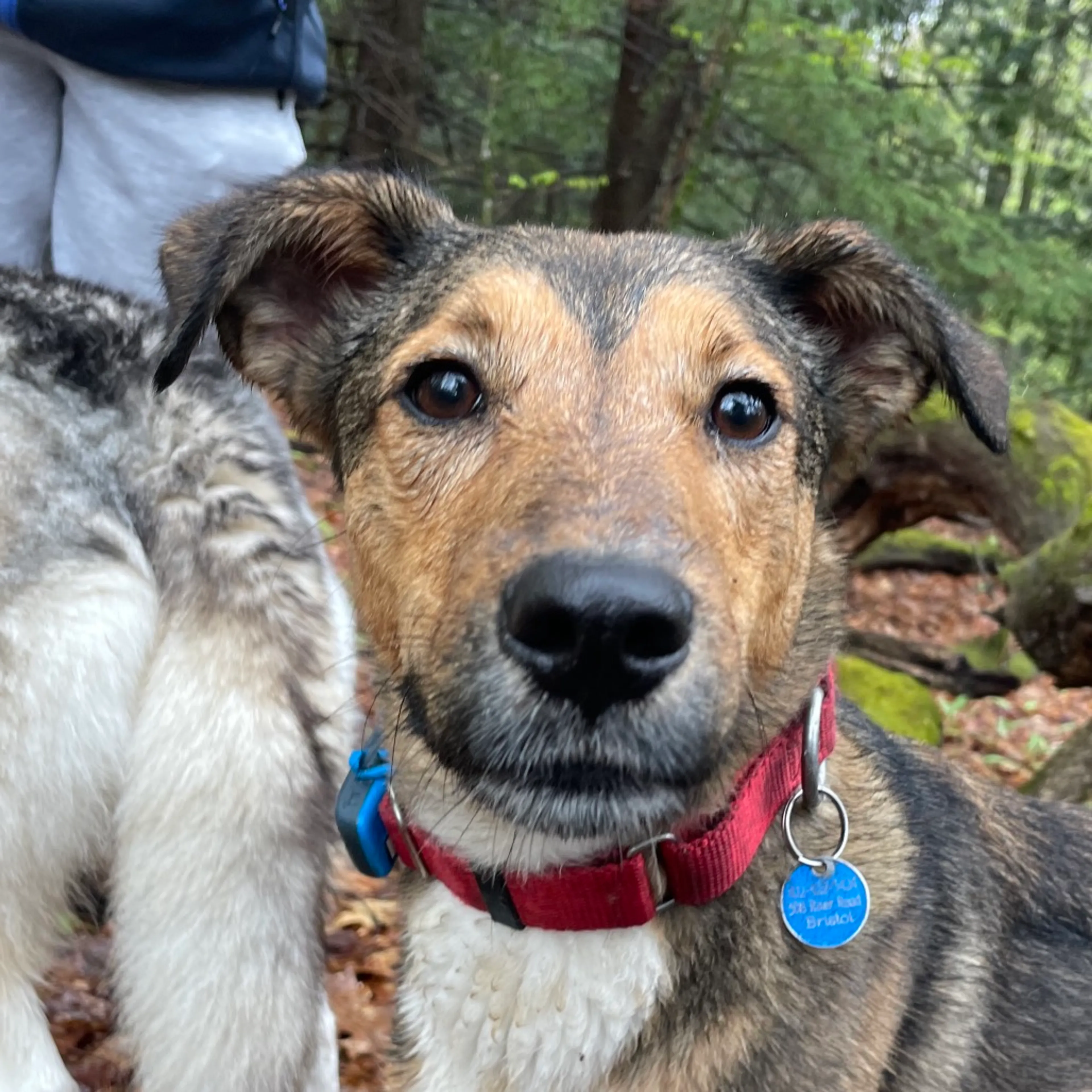 Found pet-37