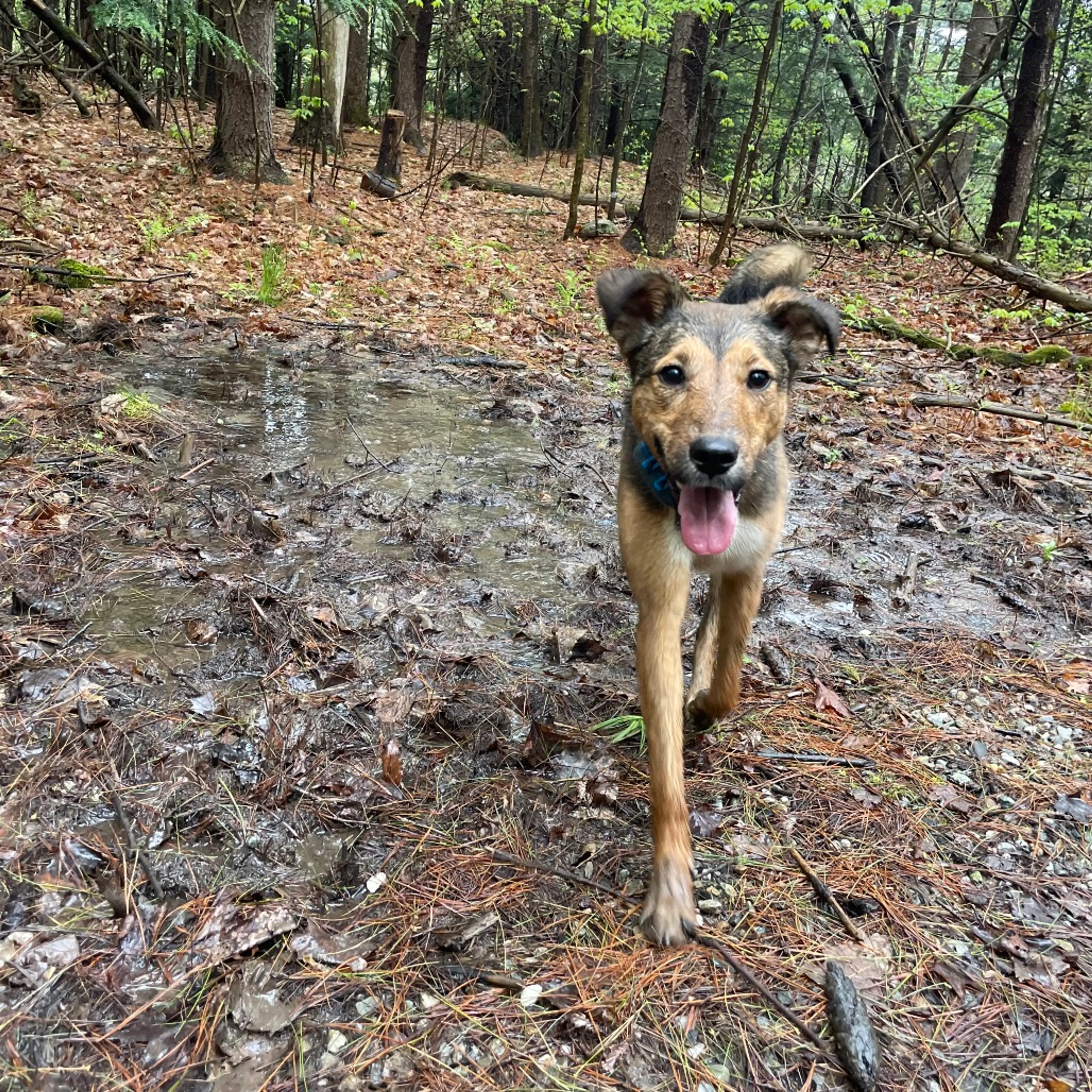 Found pet-35