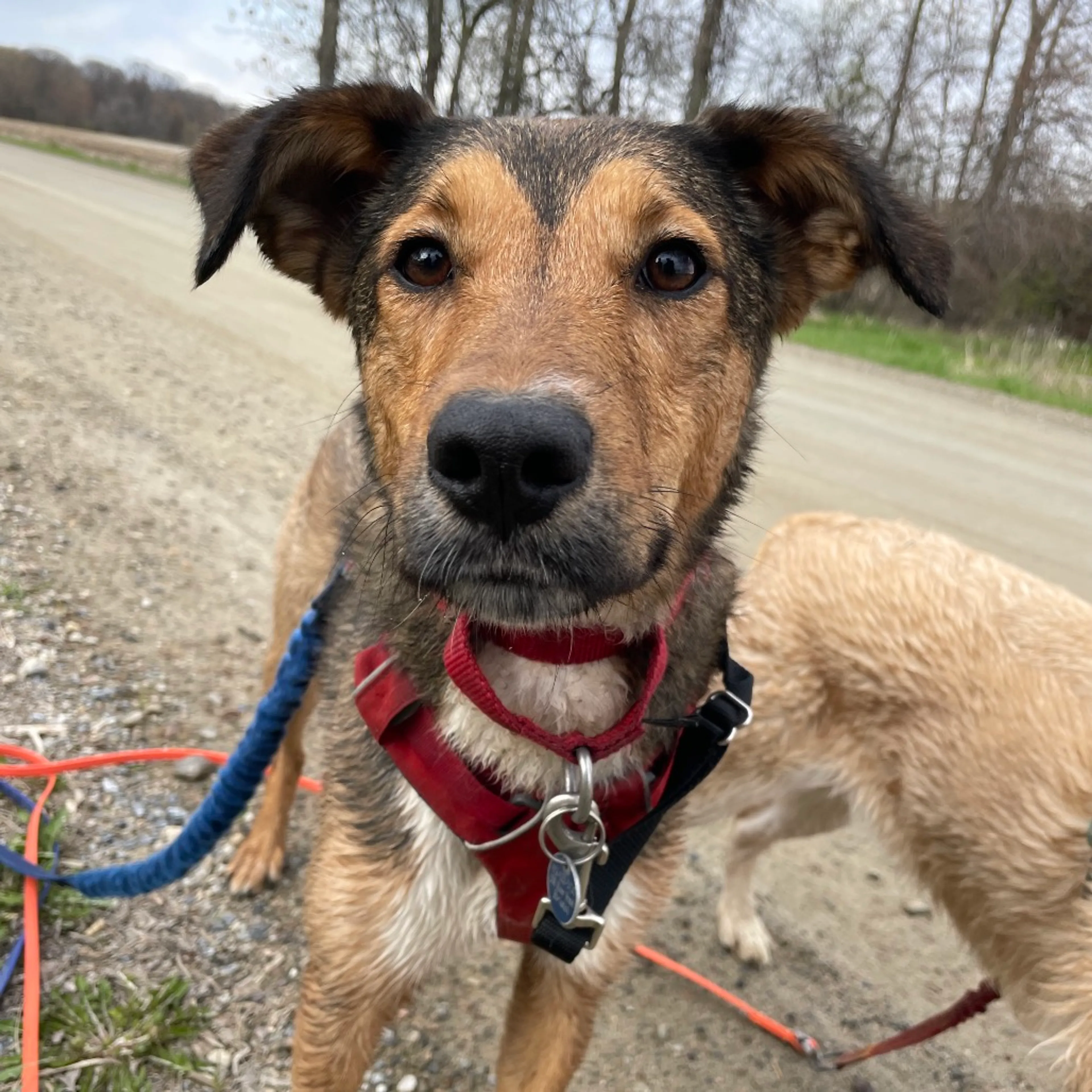 Found pet-32