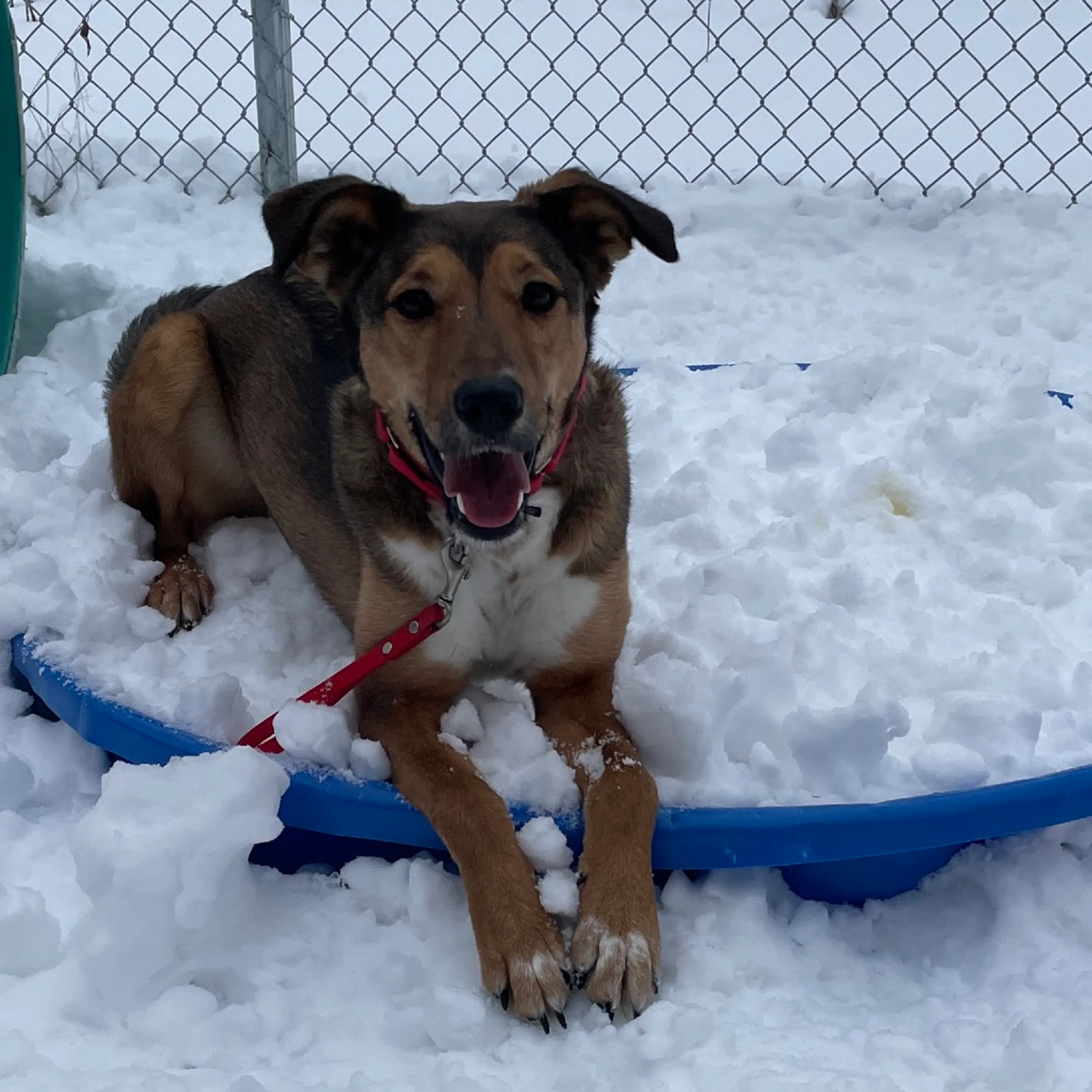 Found pet-14