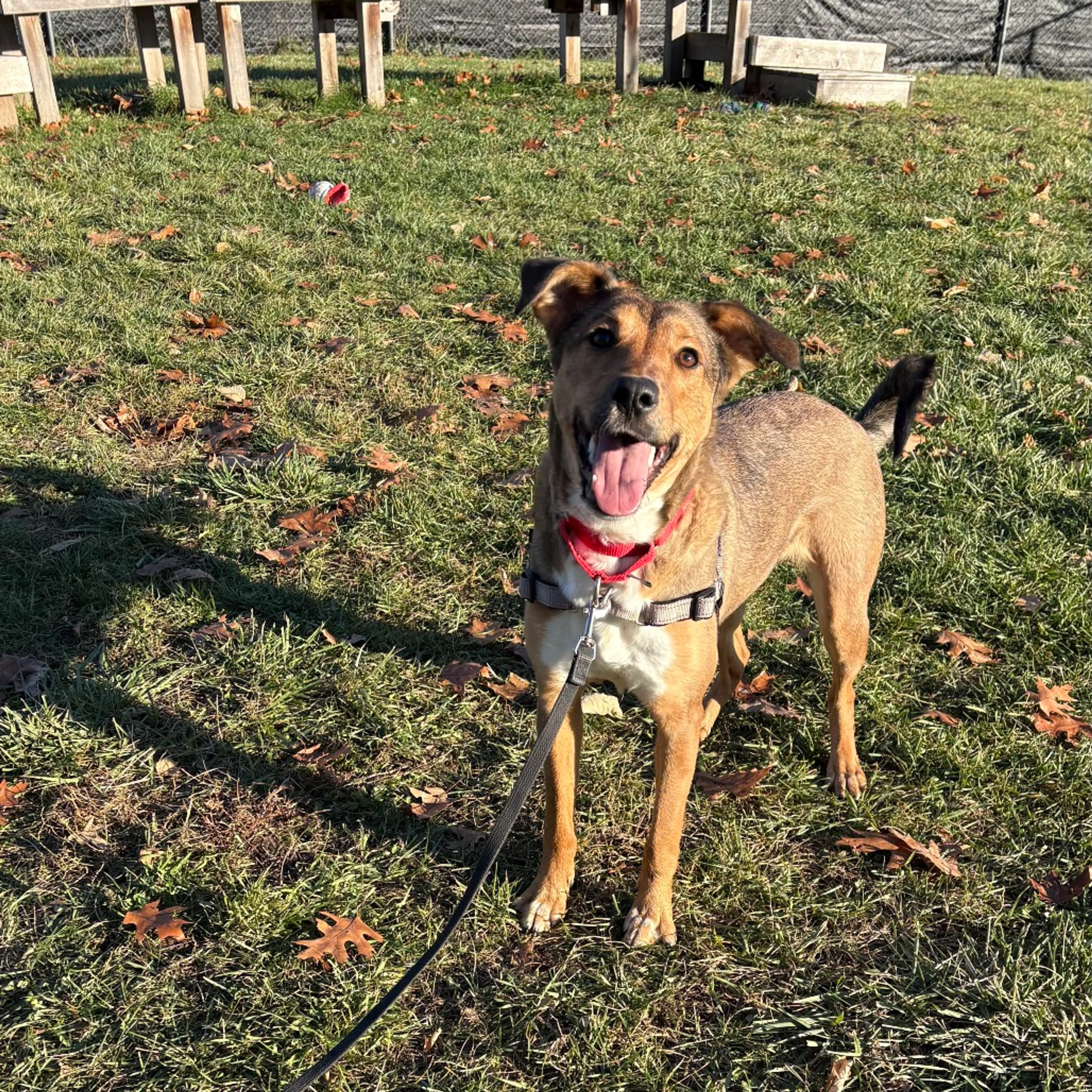 Found pet-6