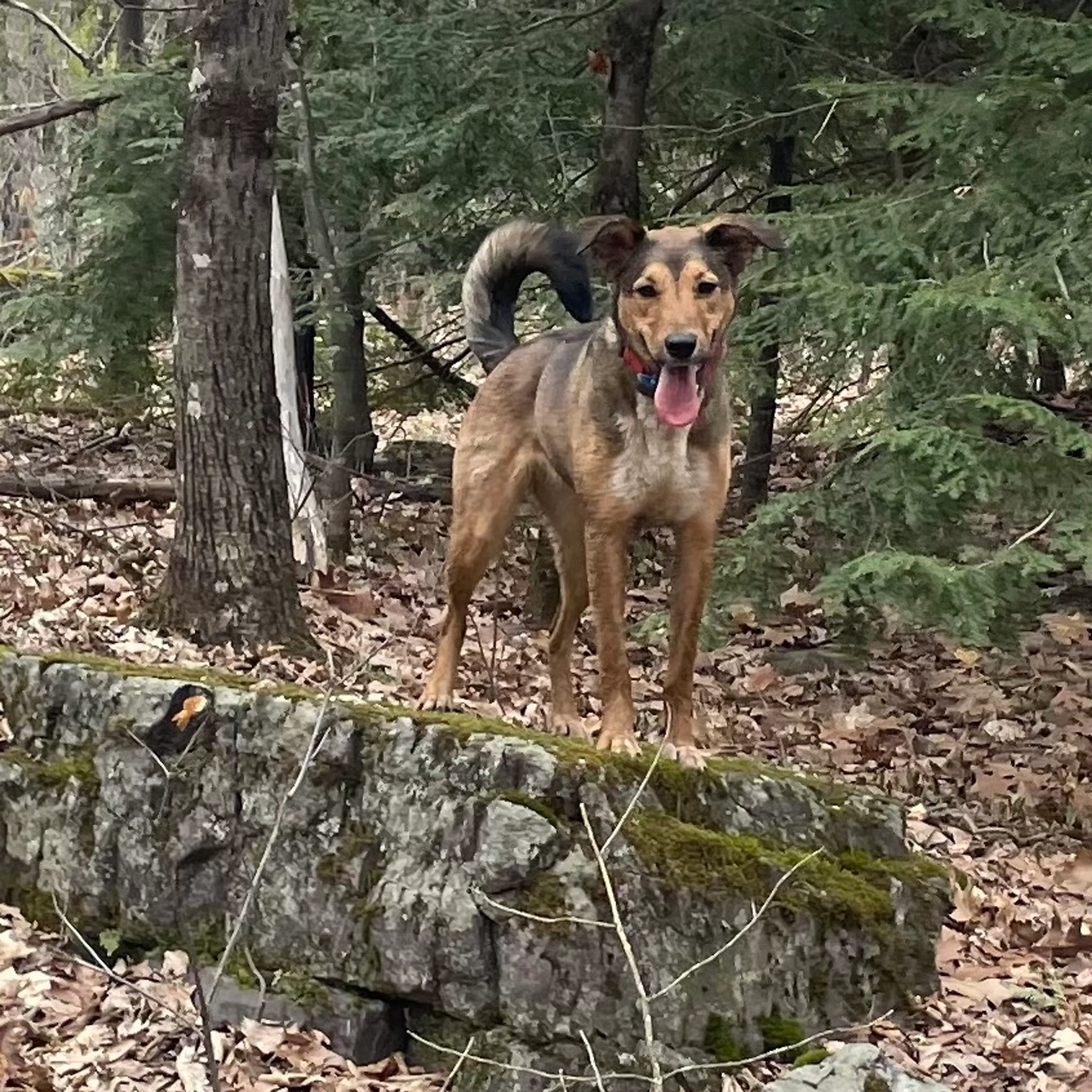Found pet-29