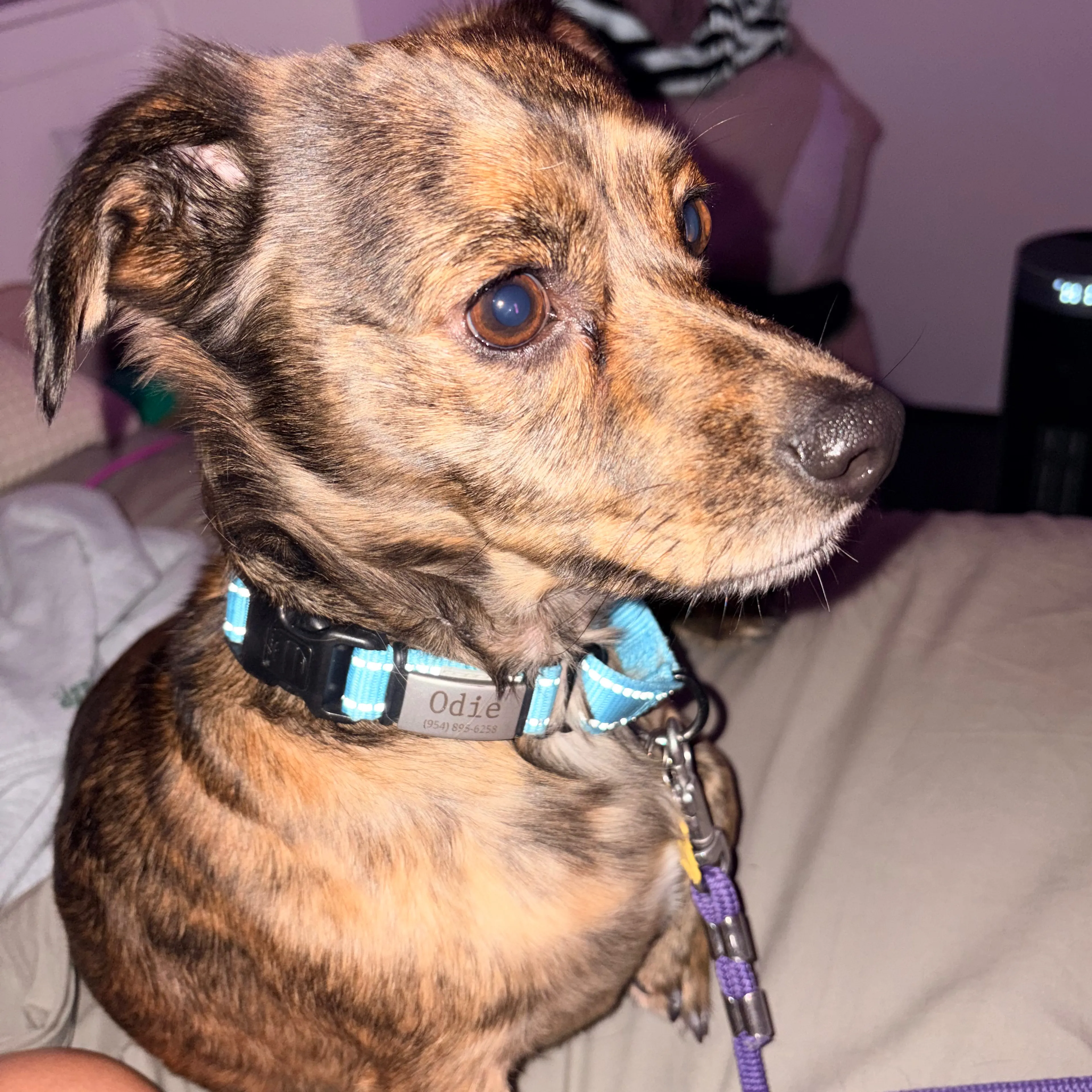 Lost pet-3