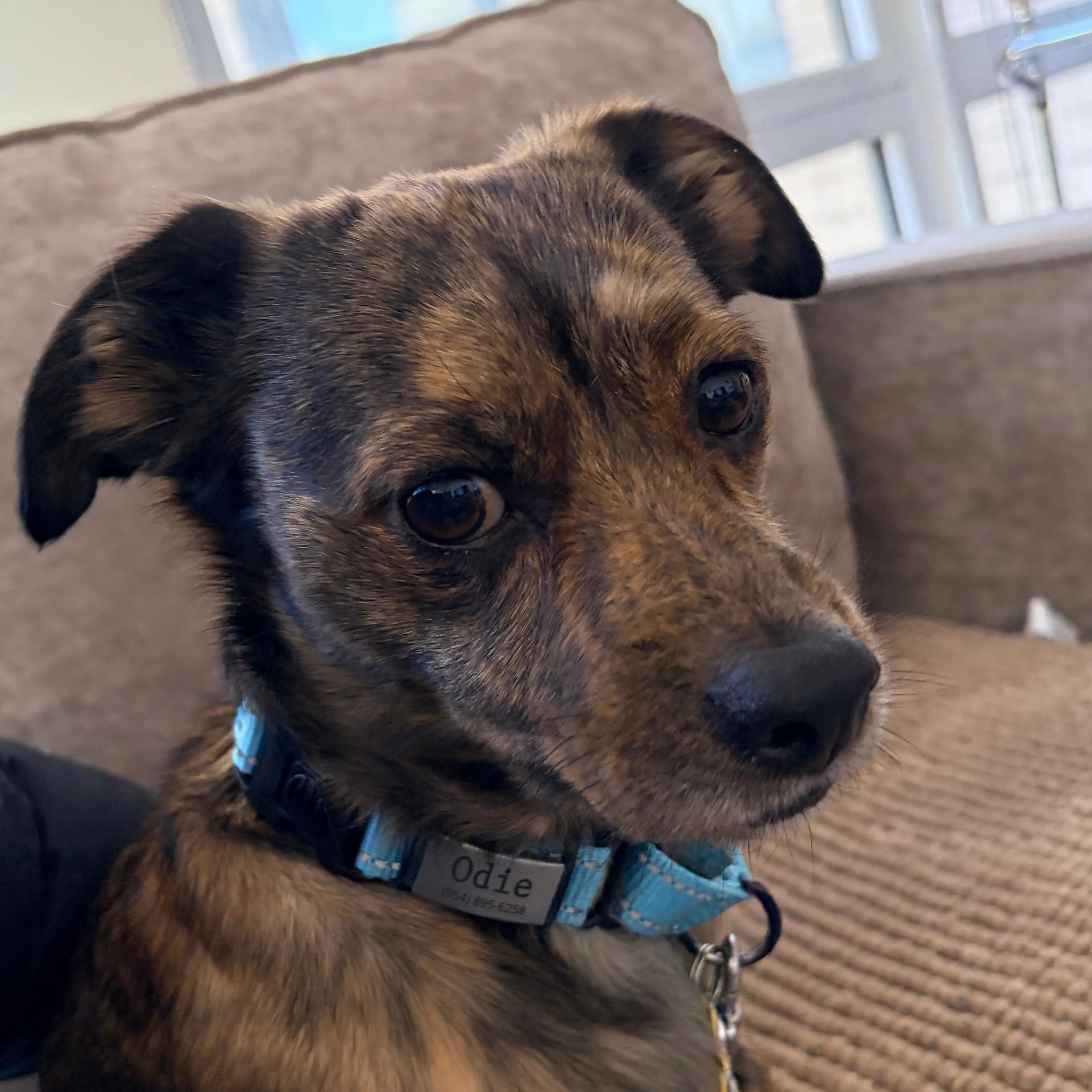 Lost pet-2