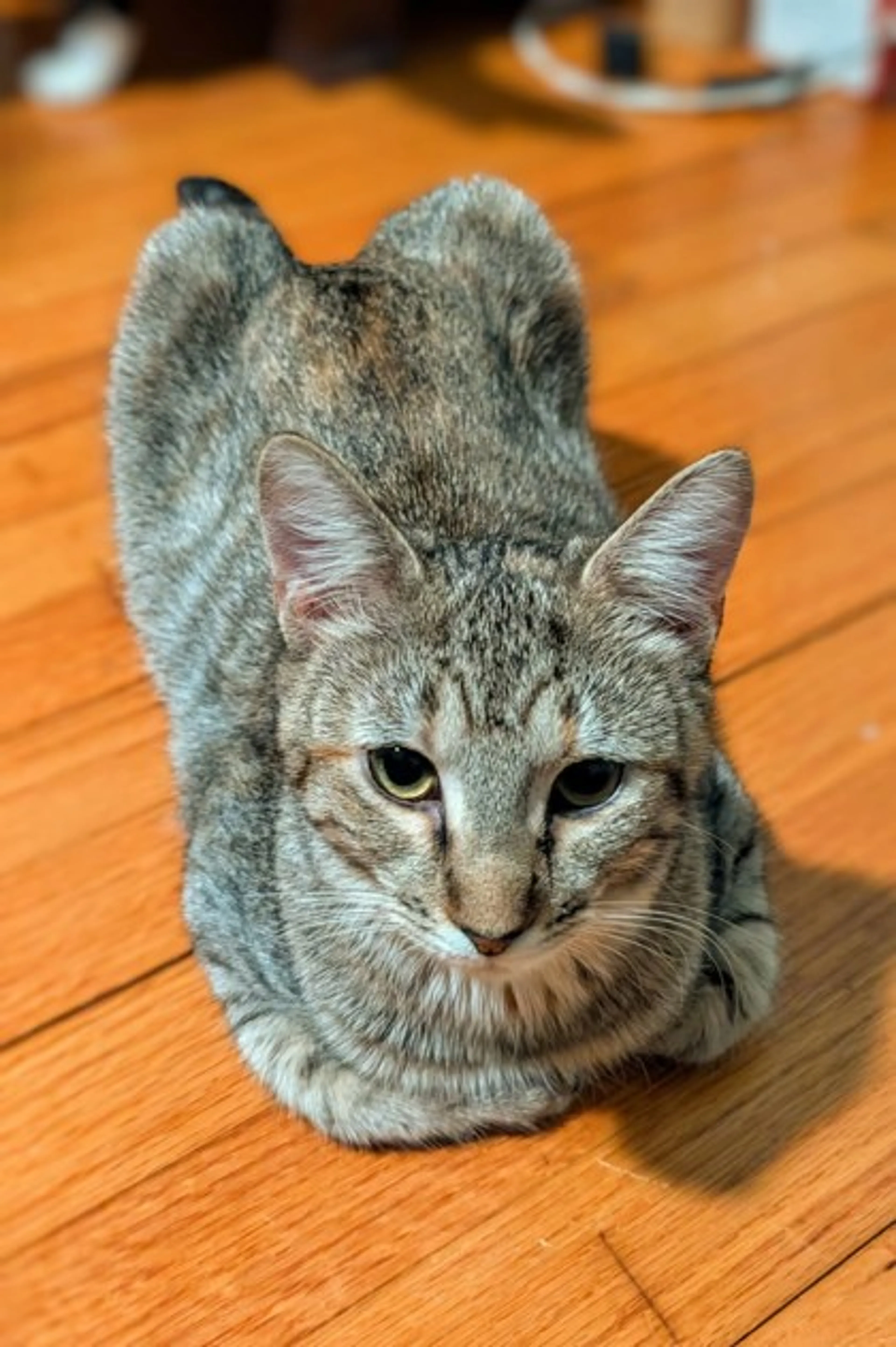 Found pet