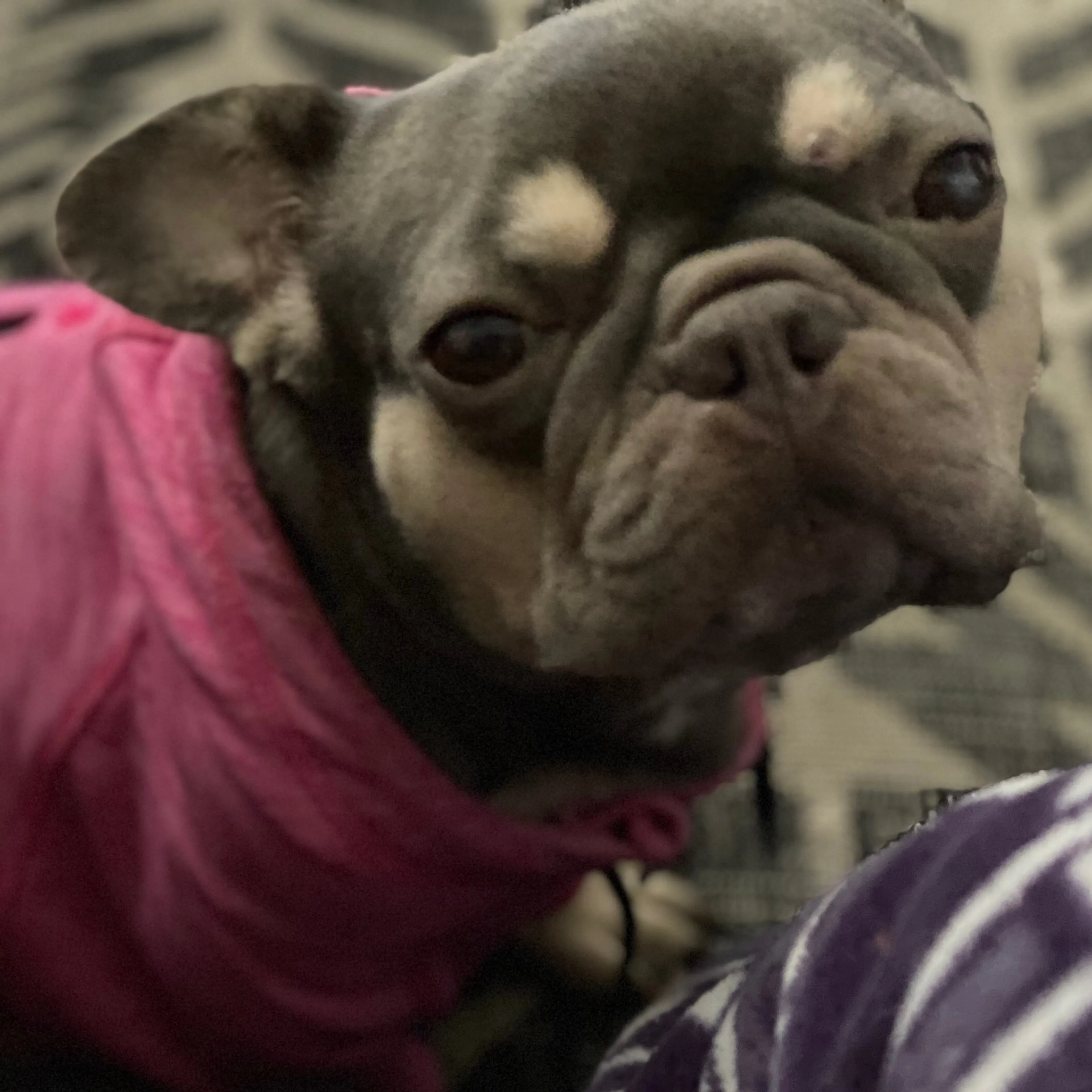 Lost pet-2