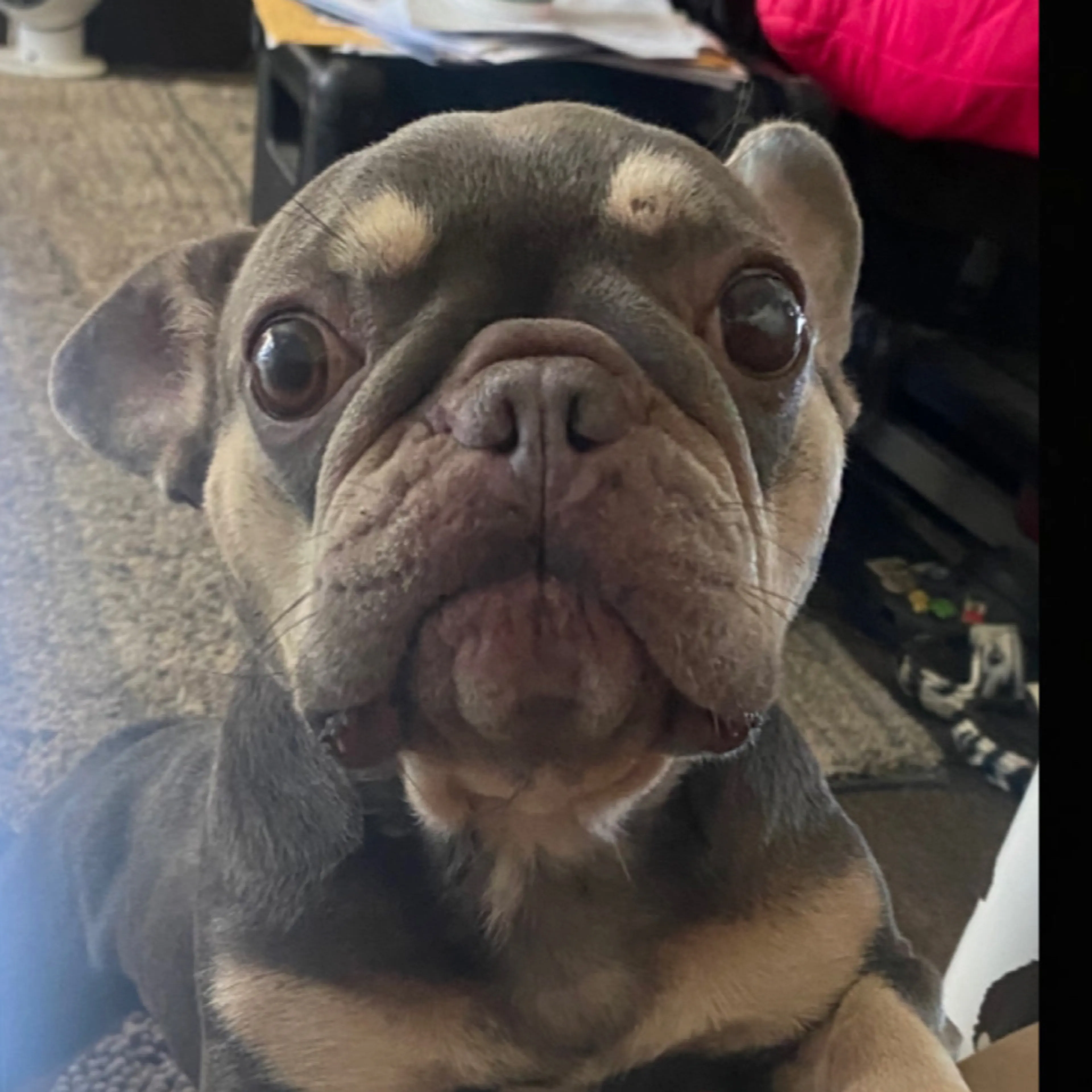 Lost pet-3