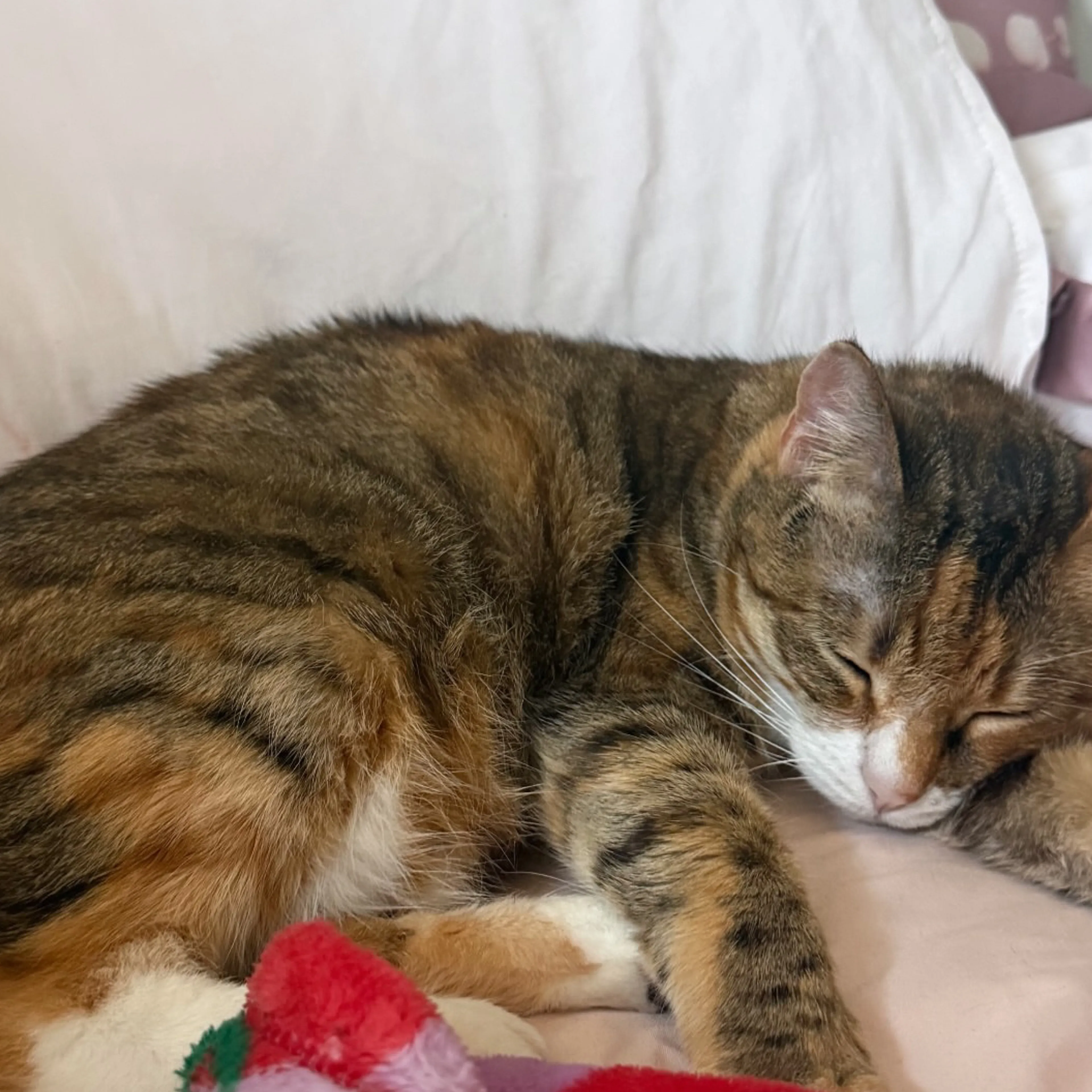 Lost pet-1