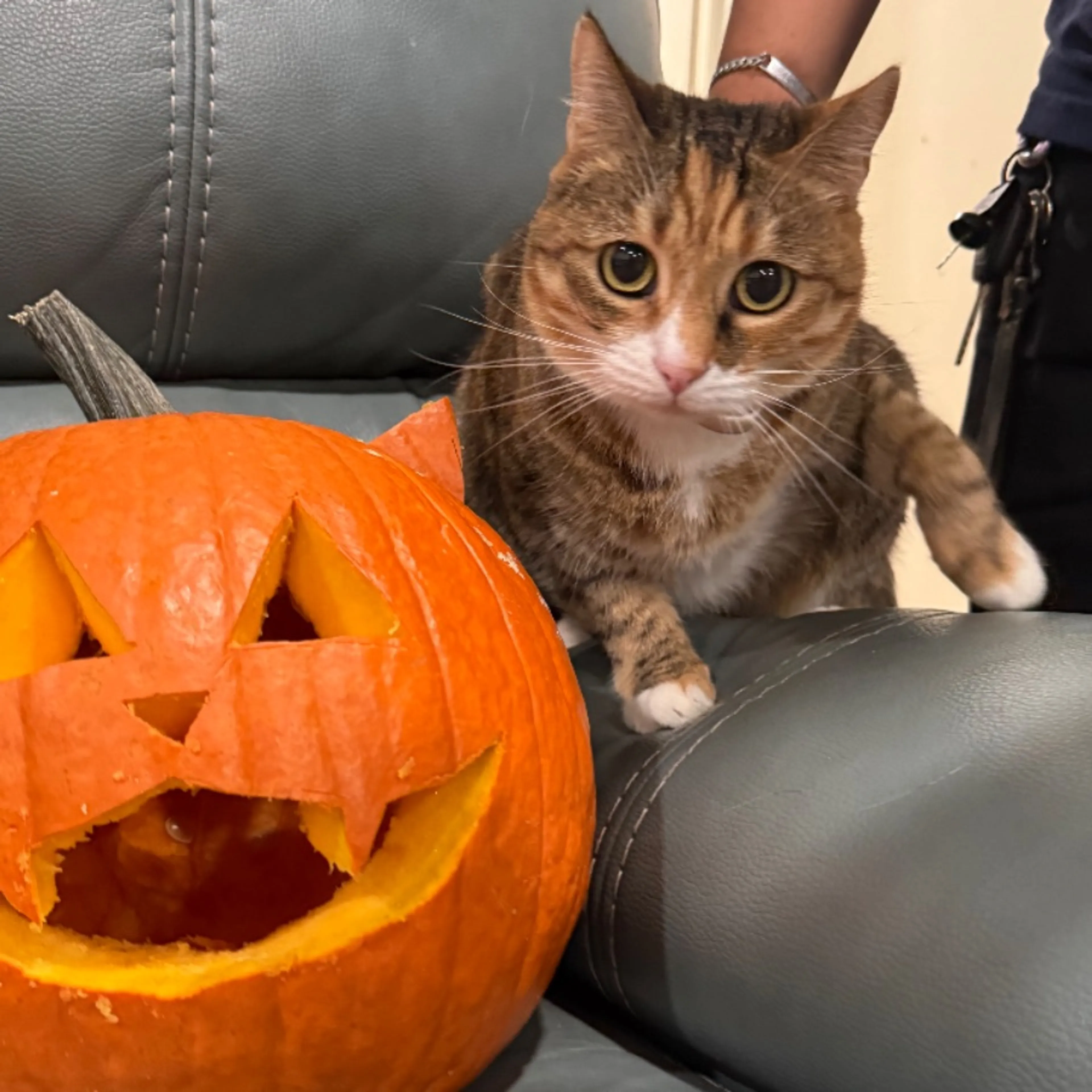 Lost pet-0