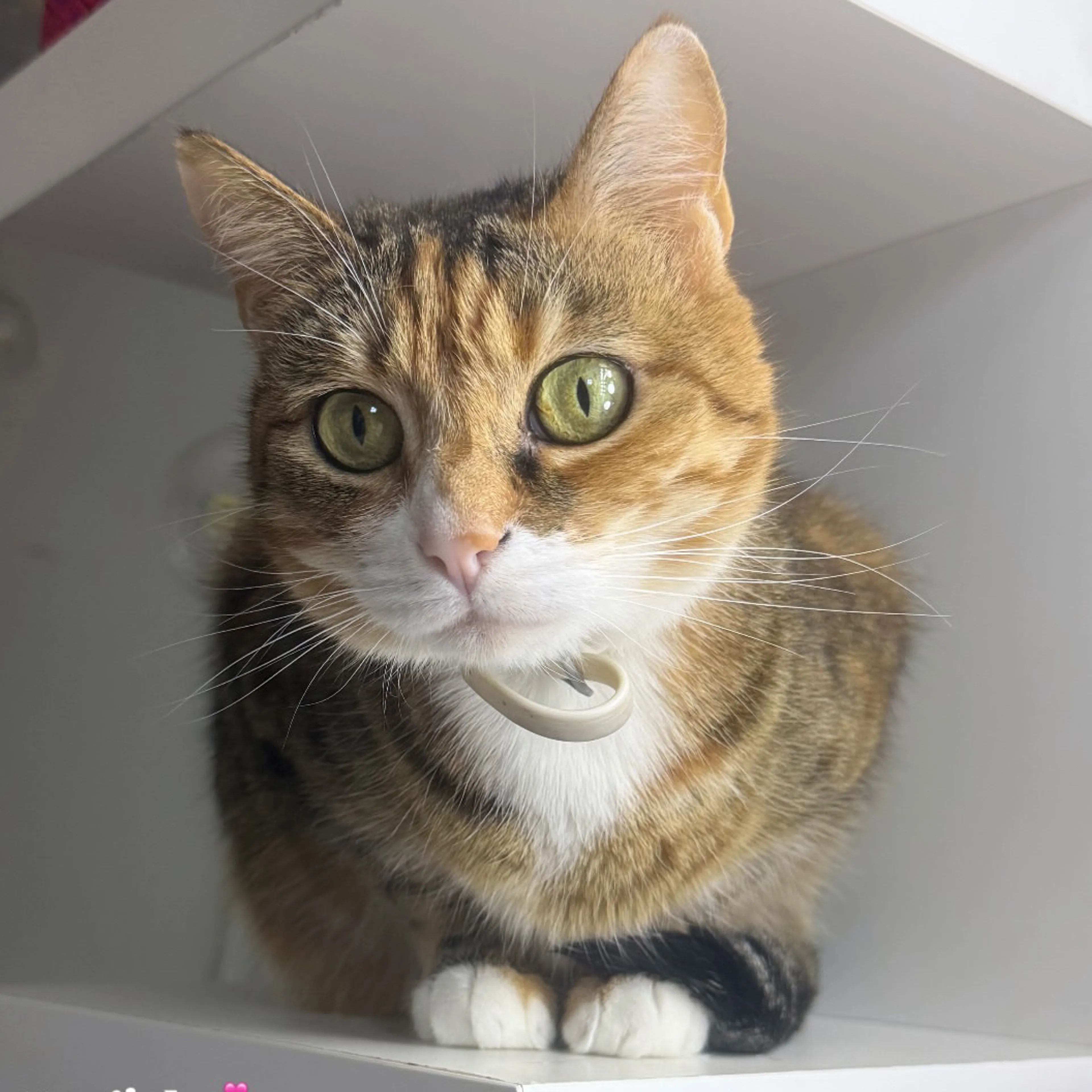 Lost pet-2