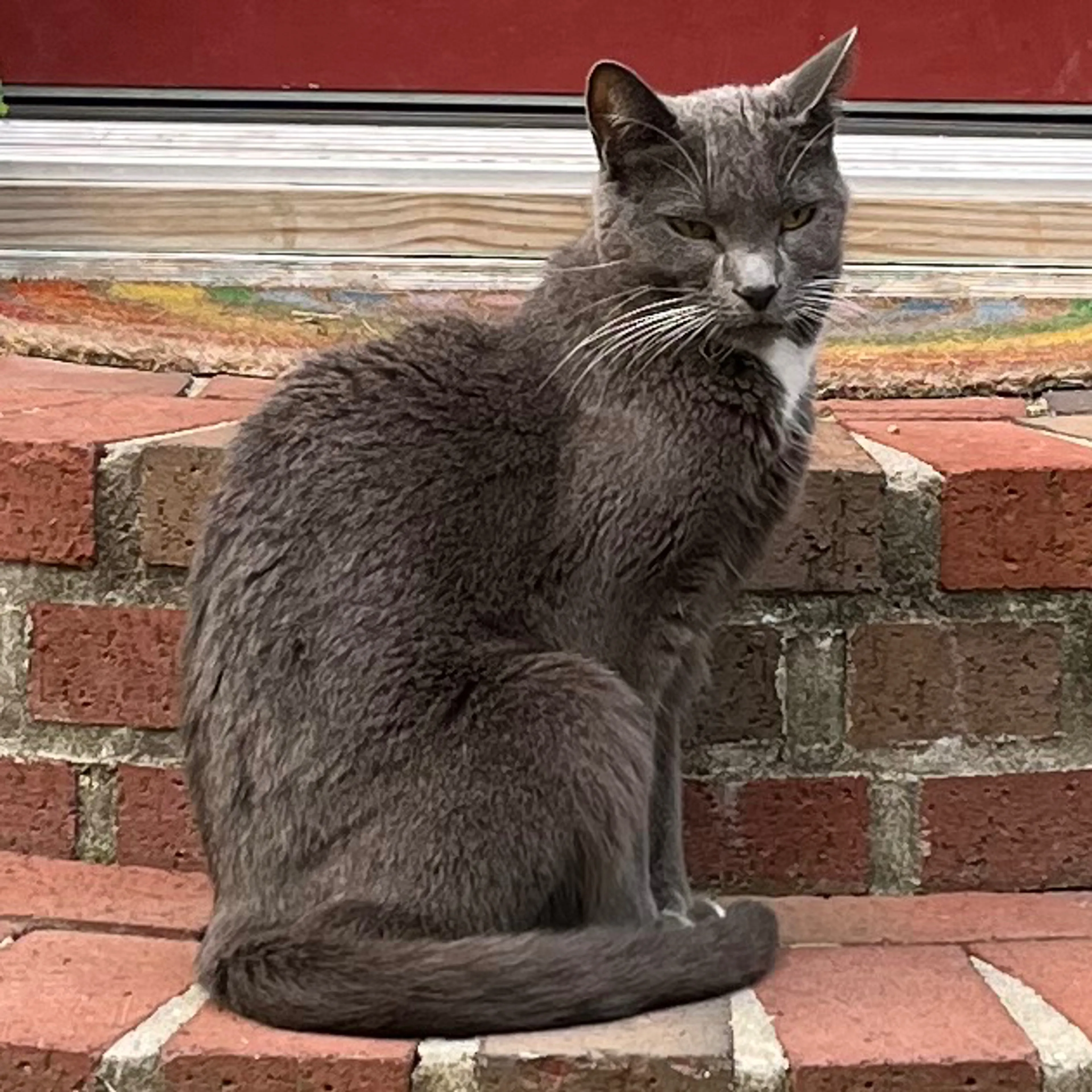 Lost pet-1