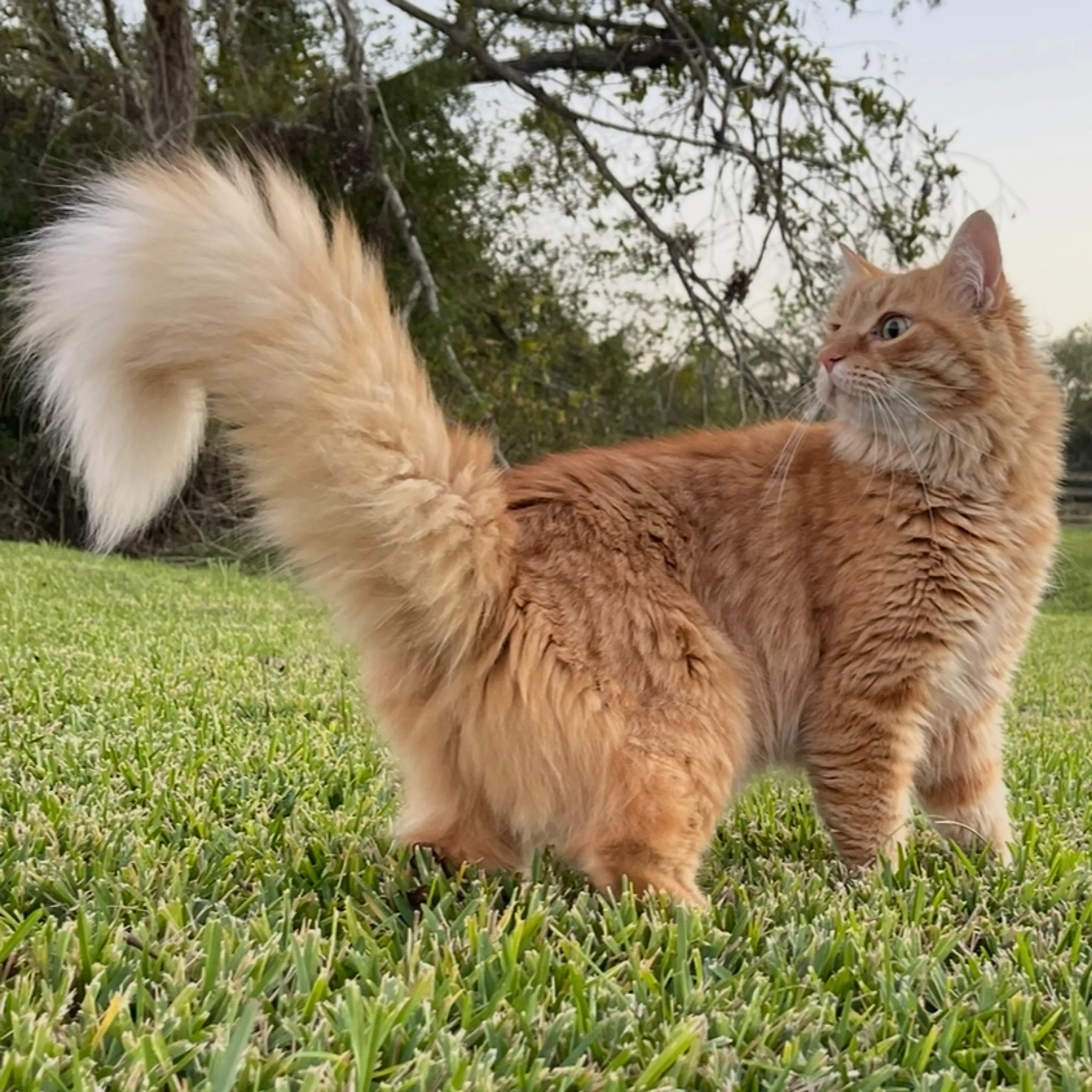 Lost pet-1
