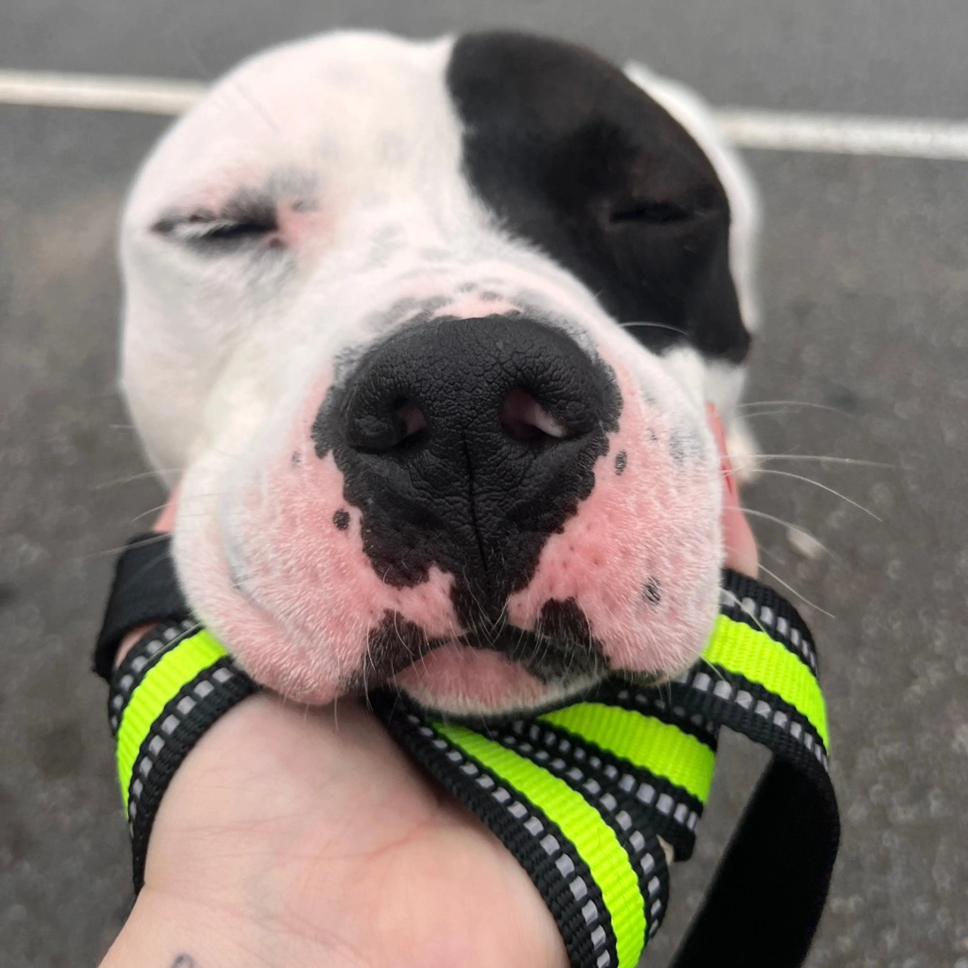 Found pet-16