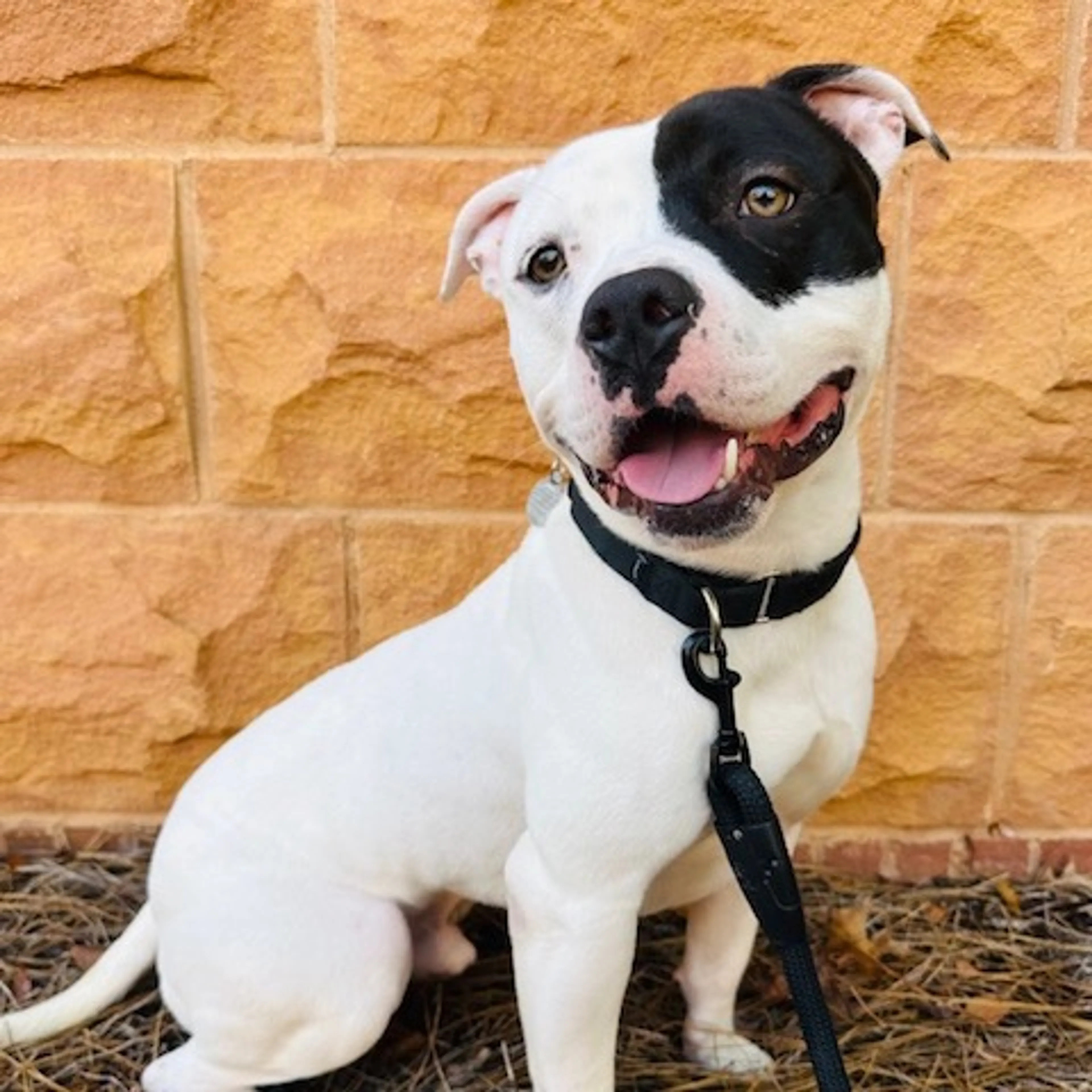 Found pet-4
