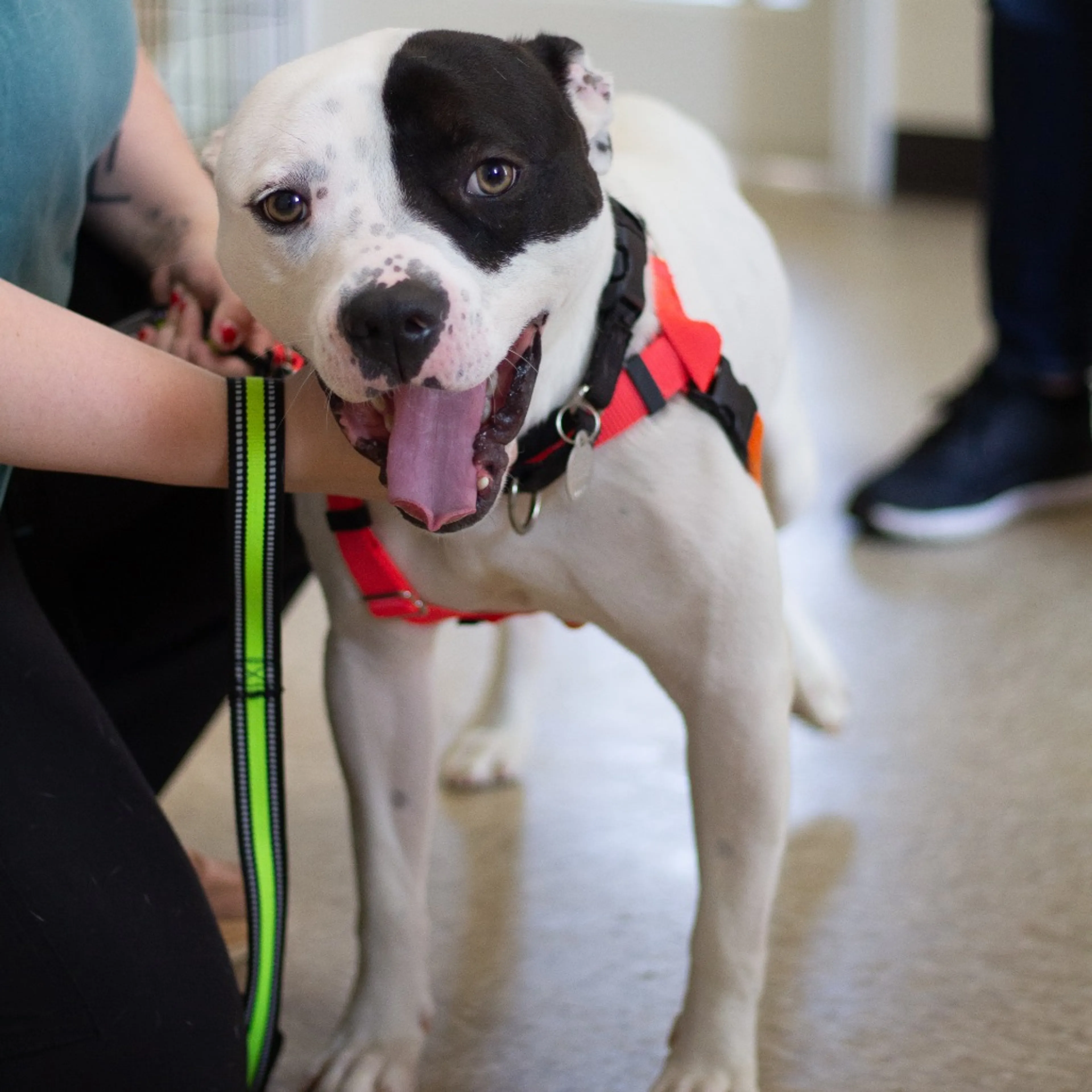 Found pet-18