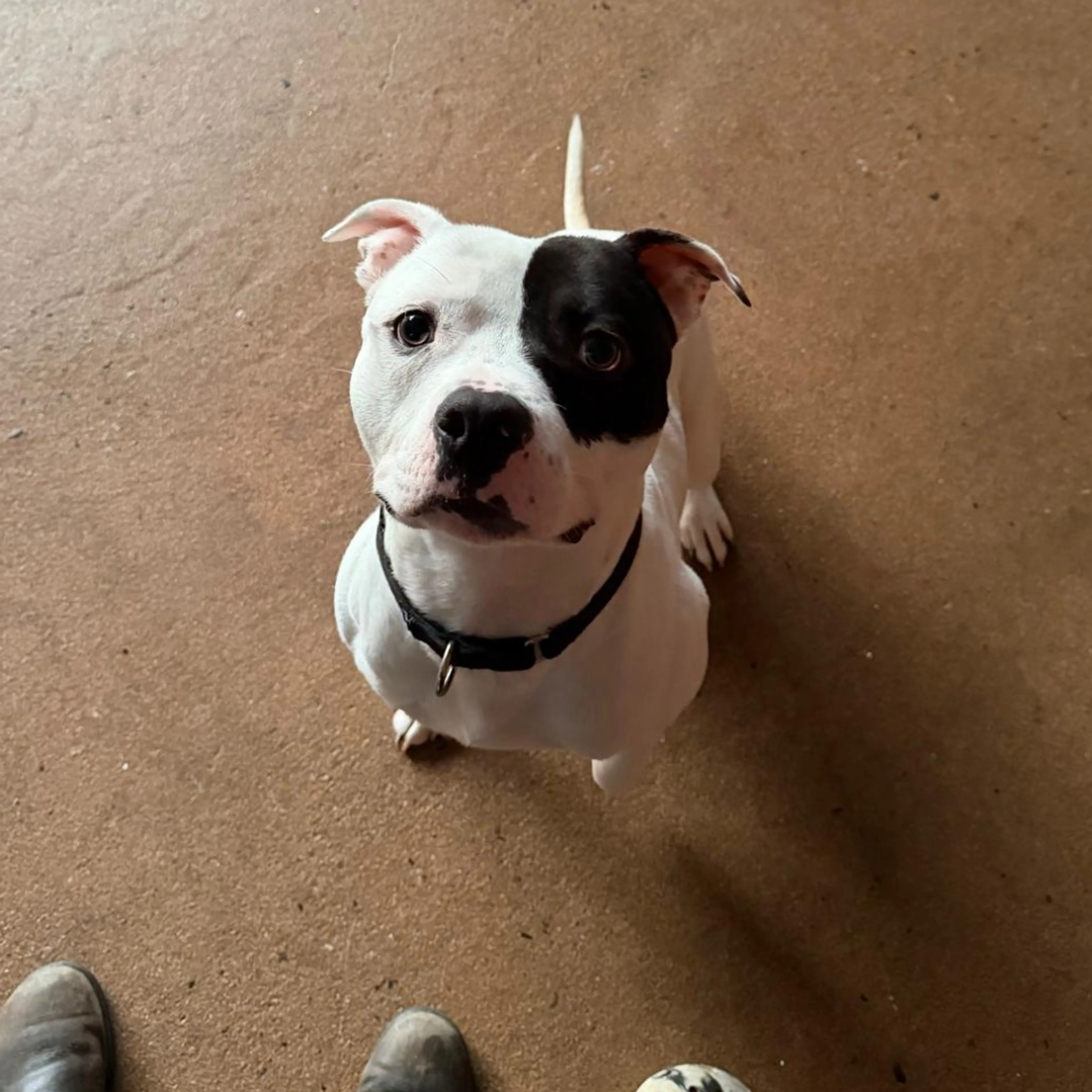 Found pet-3