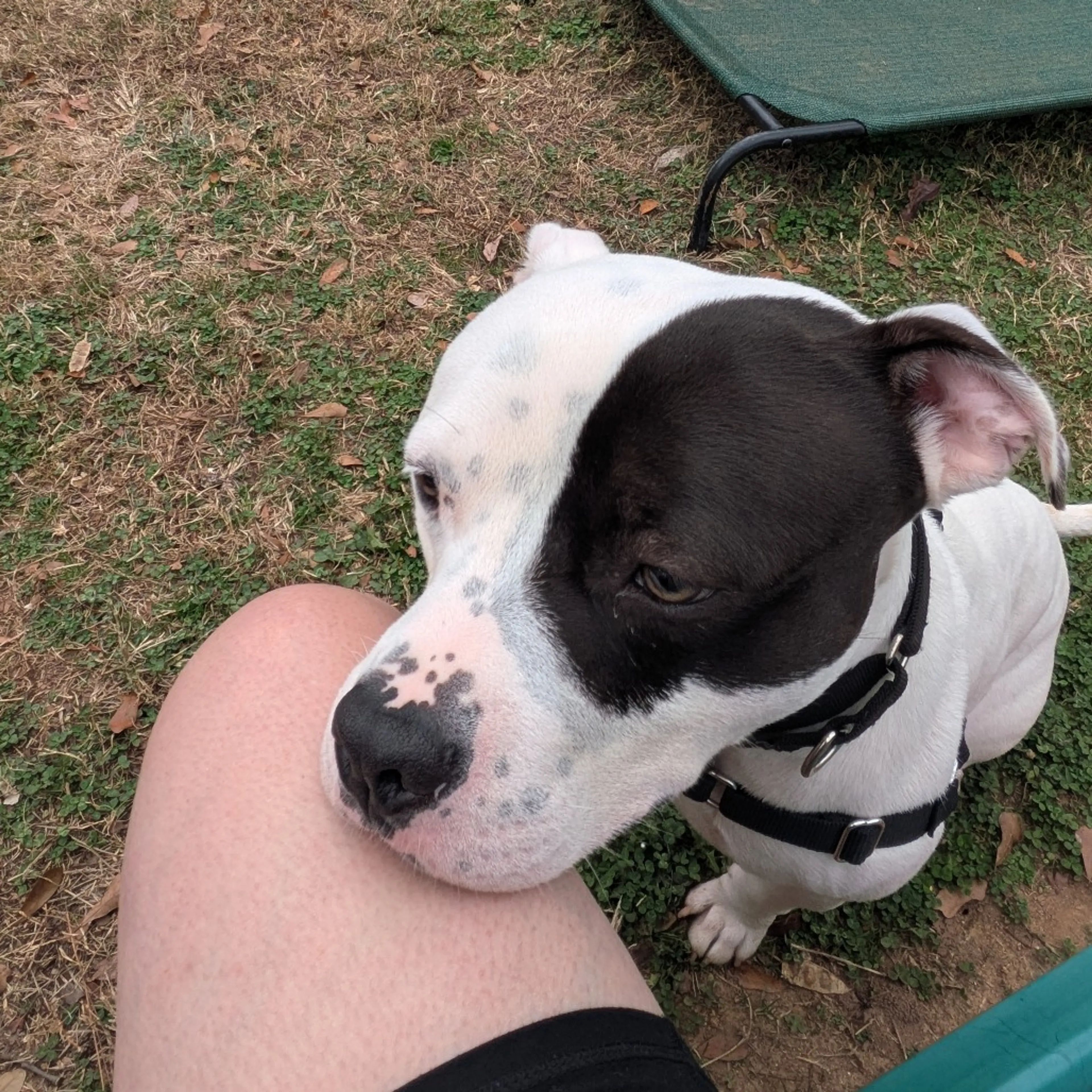 Found pet-9