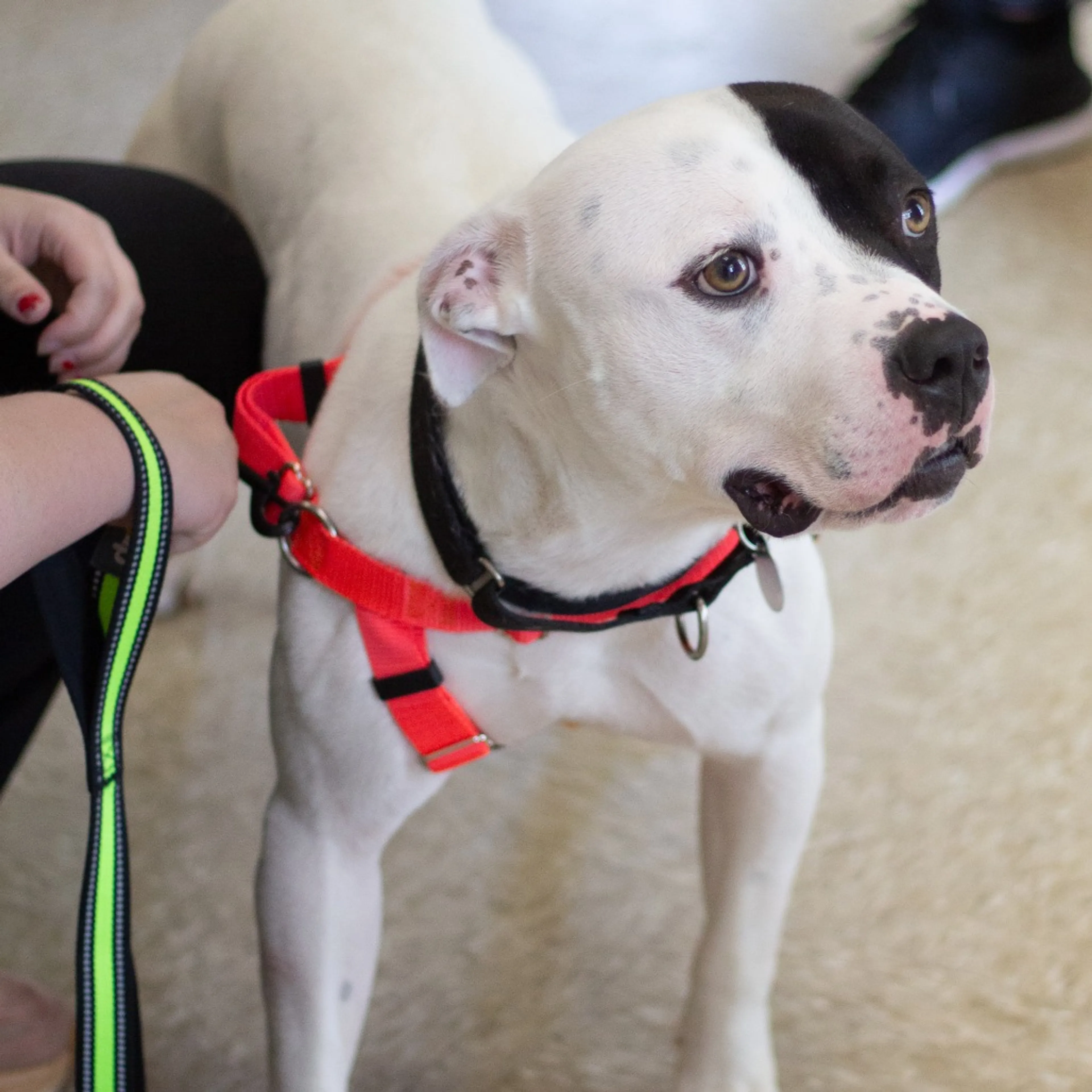 Found pet-19