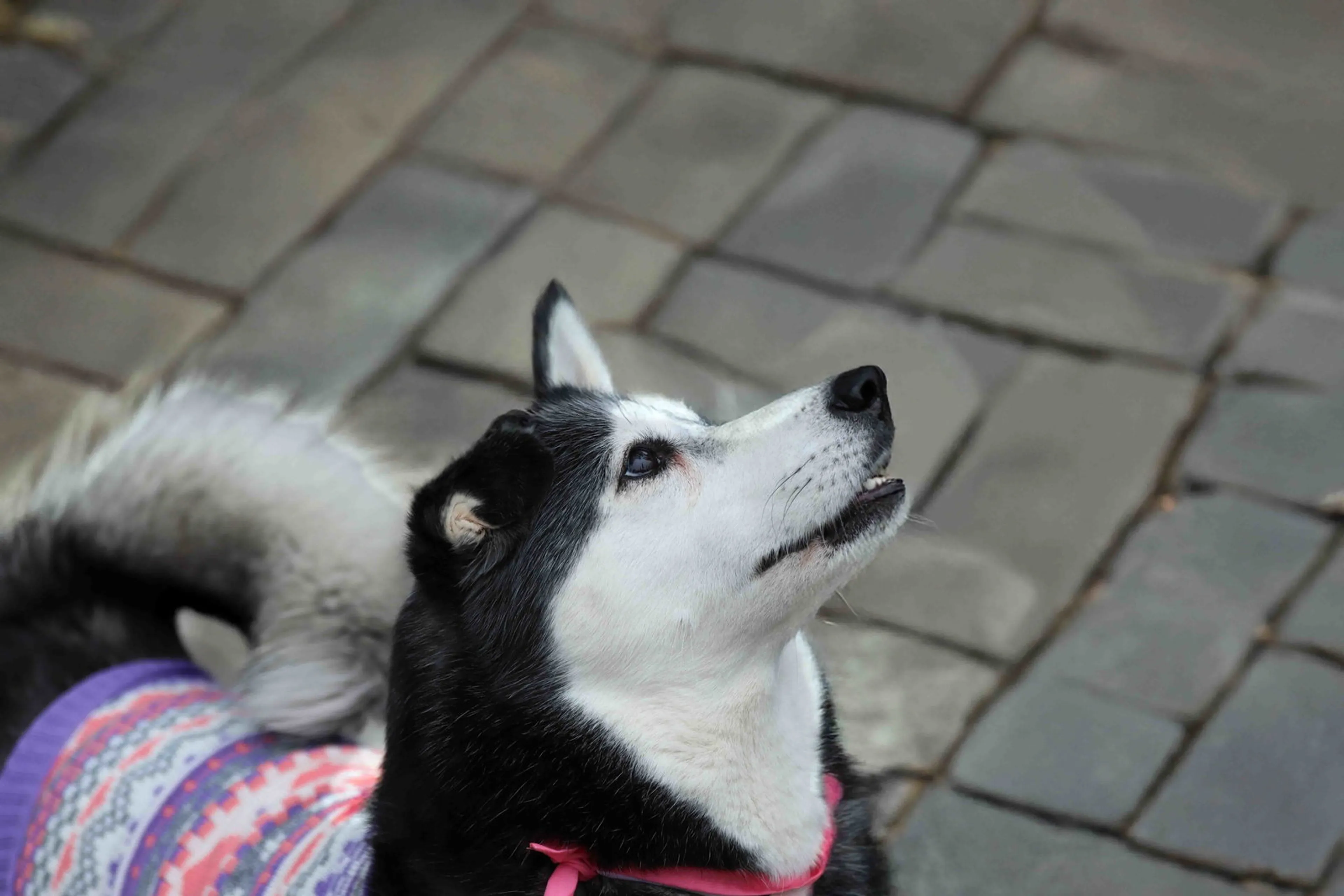 Found pet-3