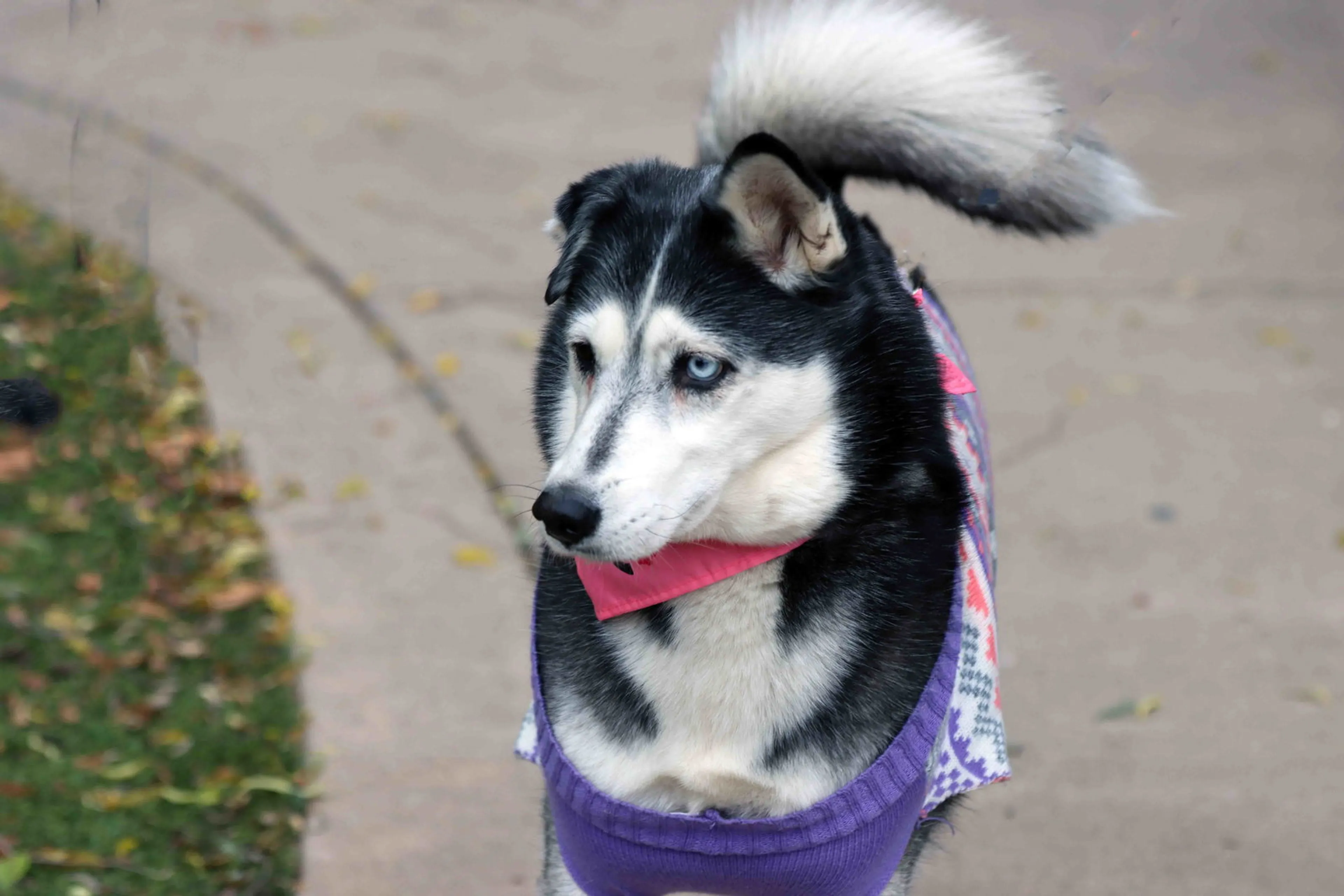 Found pet-2