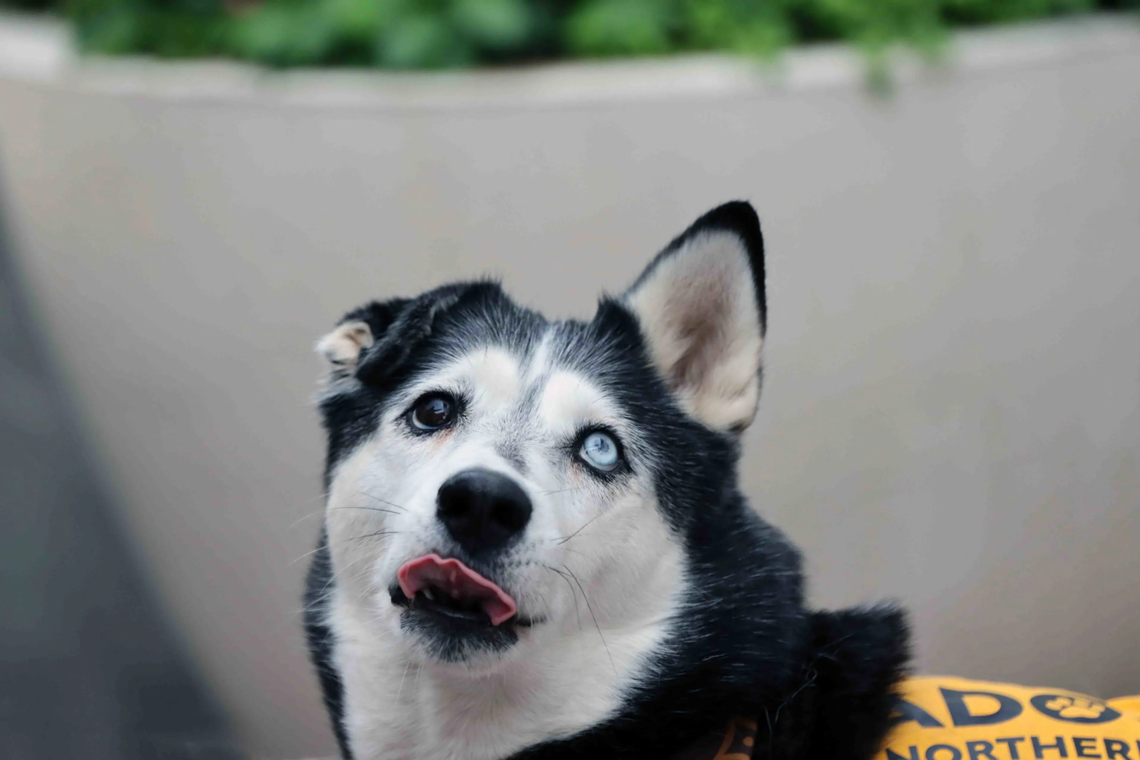 Found pet-6
