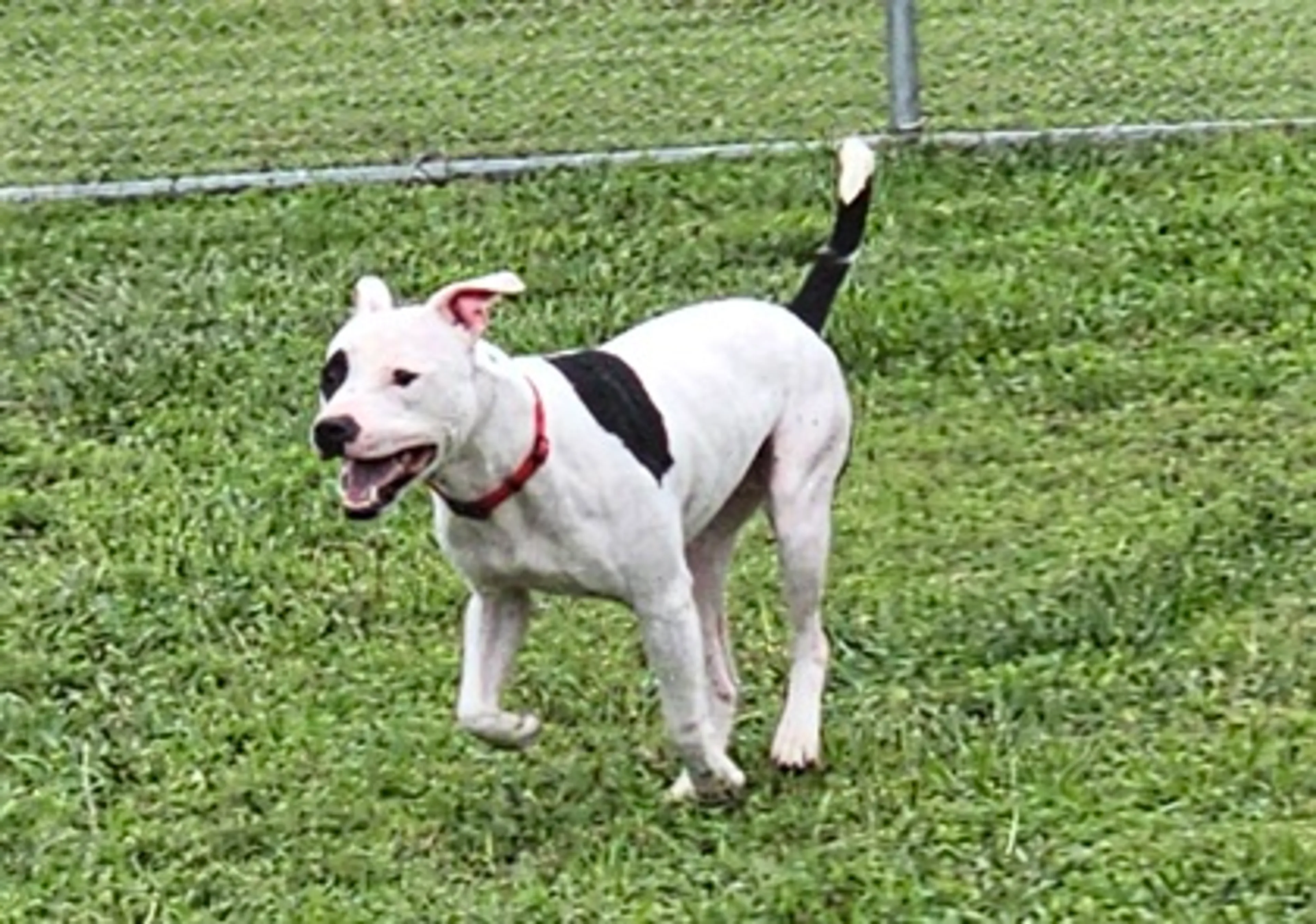 Found pet-1