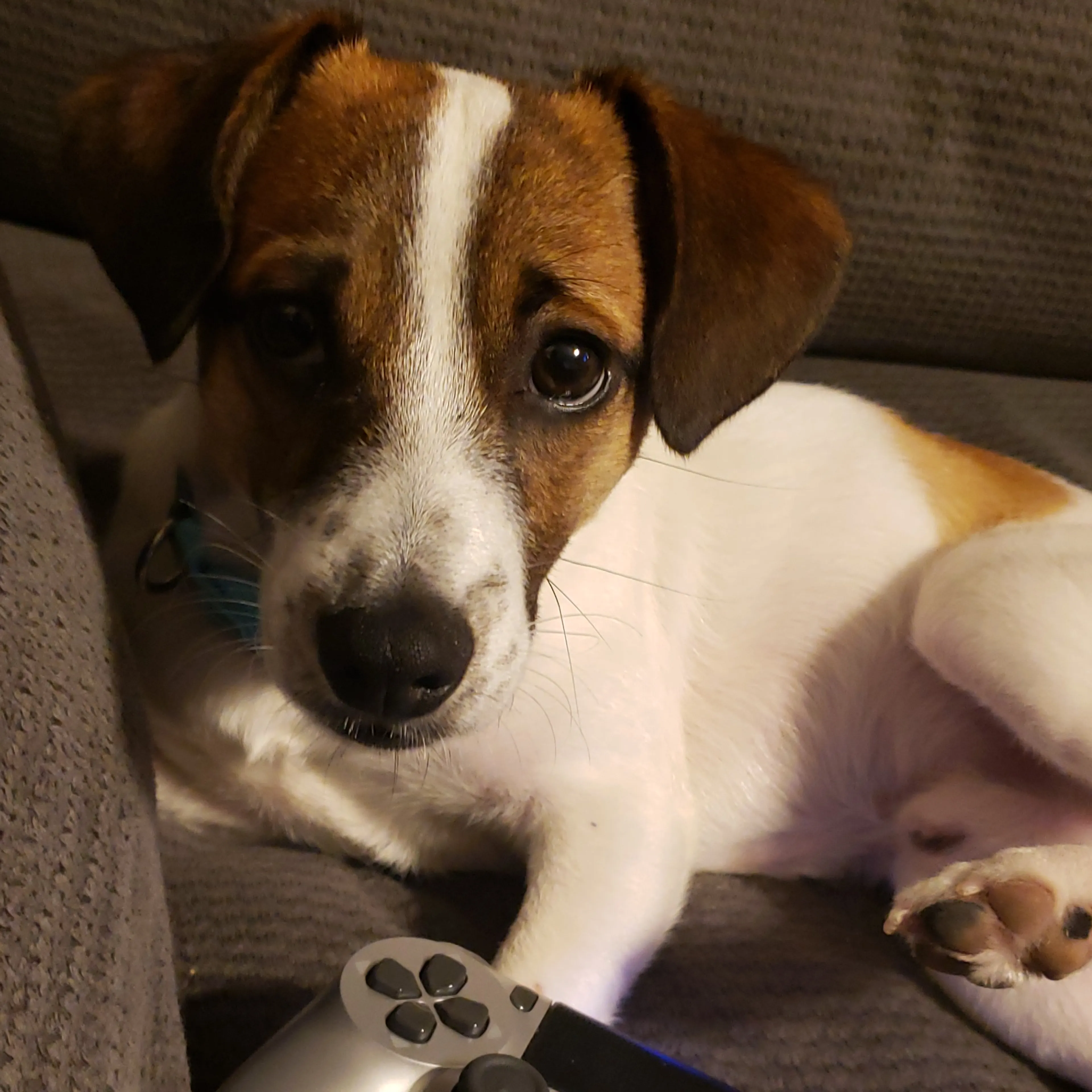 Lost pet-2