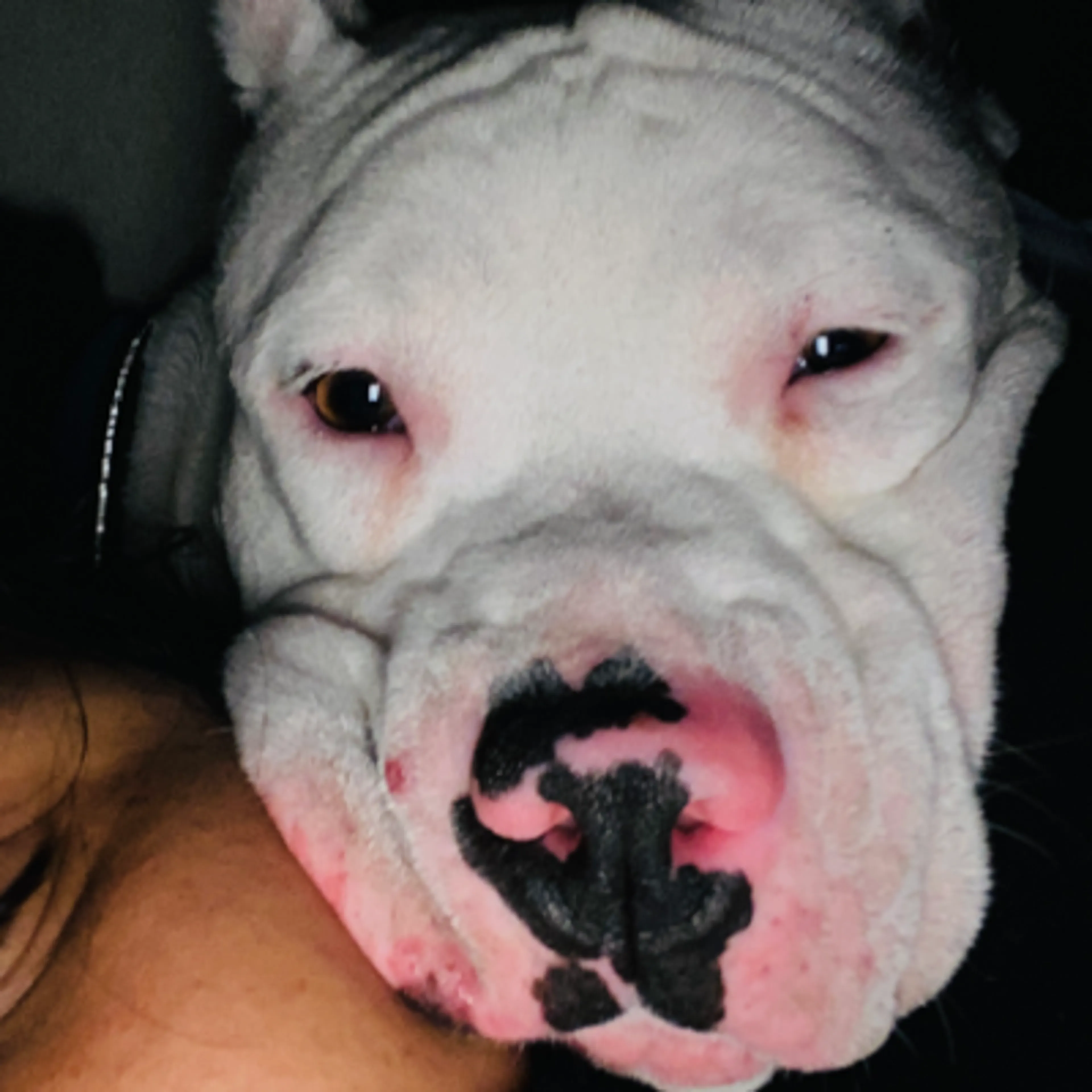 Lost pet