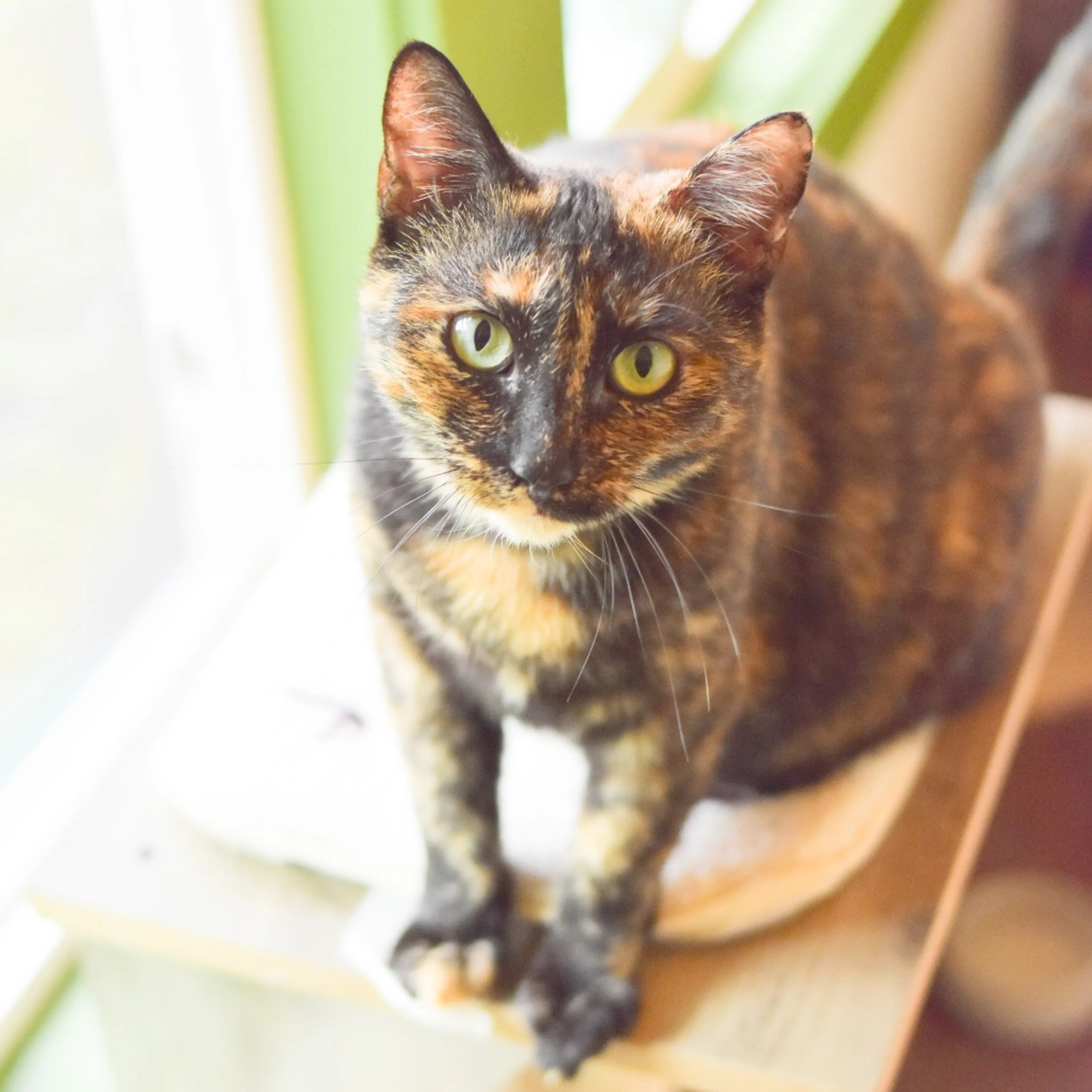 Found pet-1