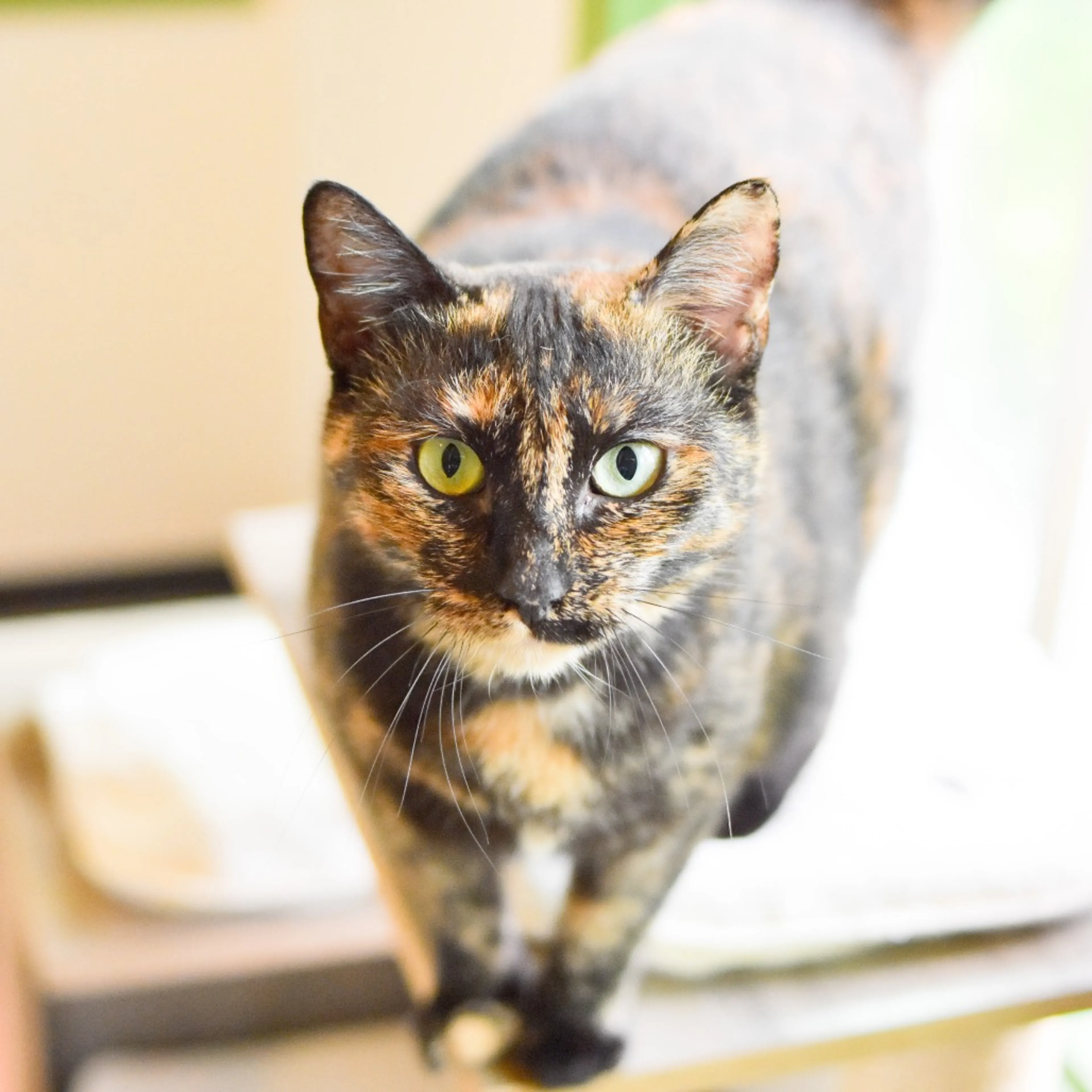 Found pet-2