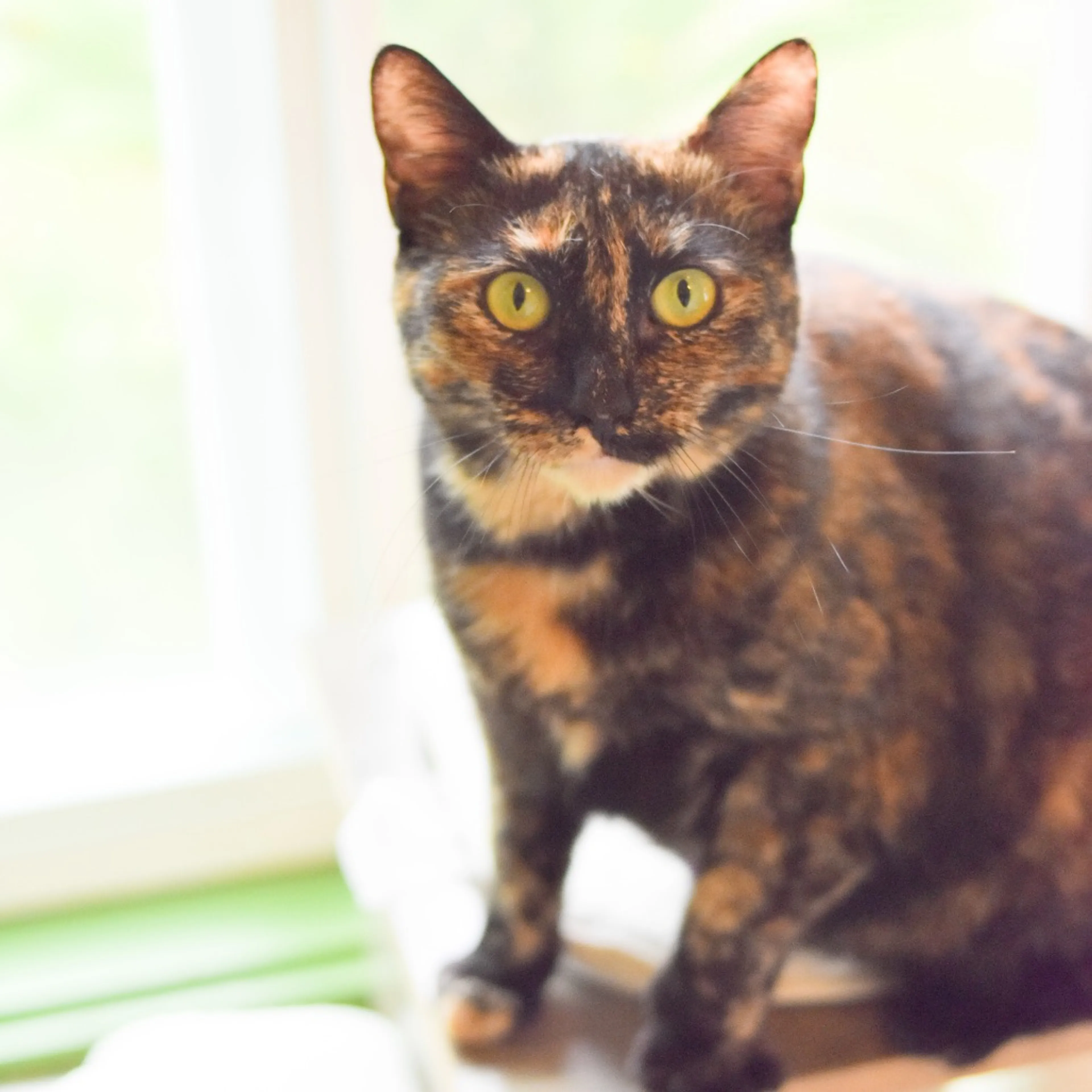 Found pet-3