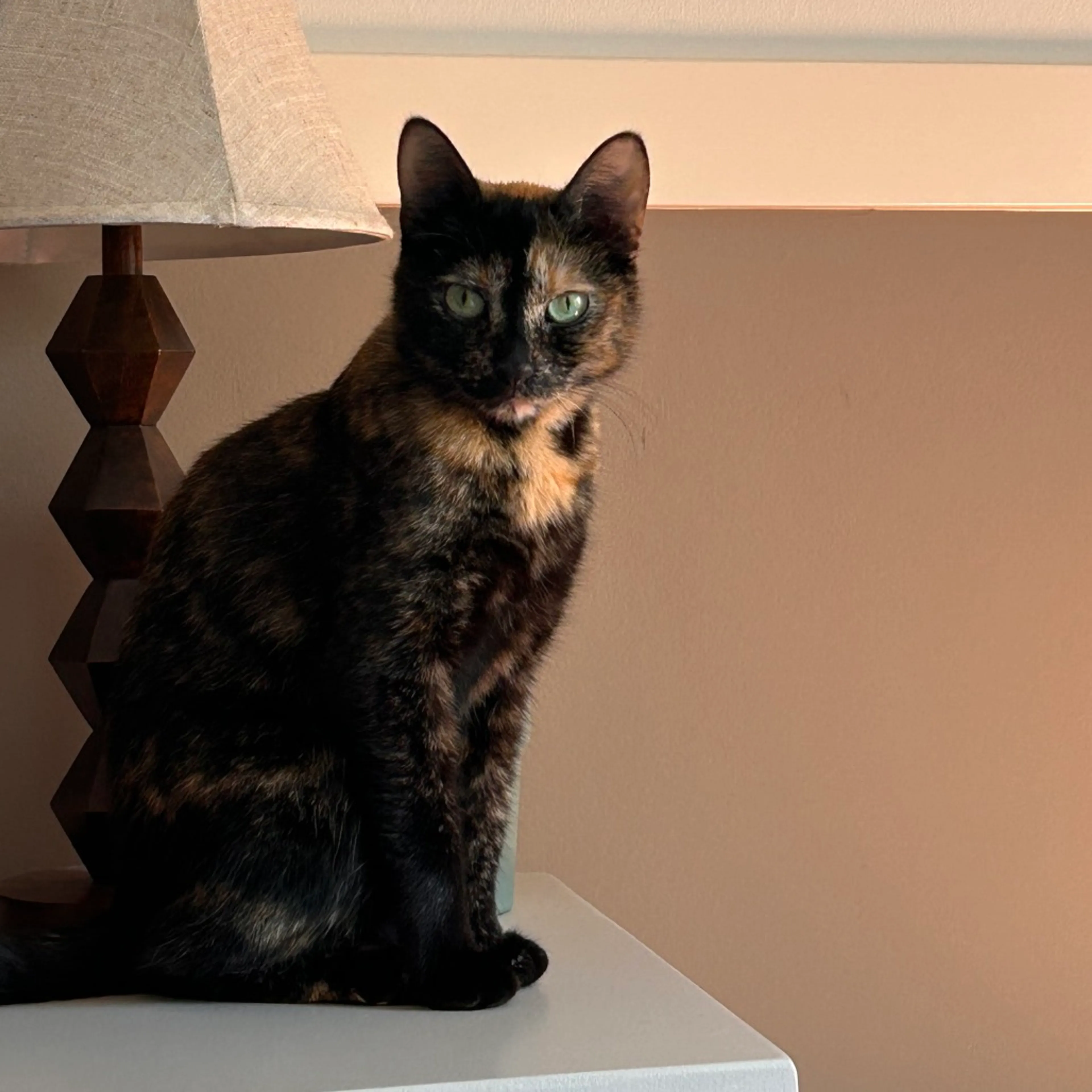 Found pet-3