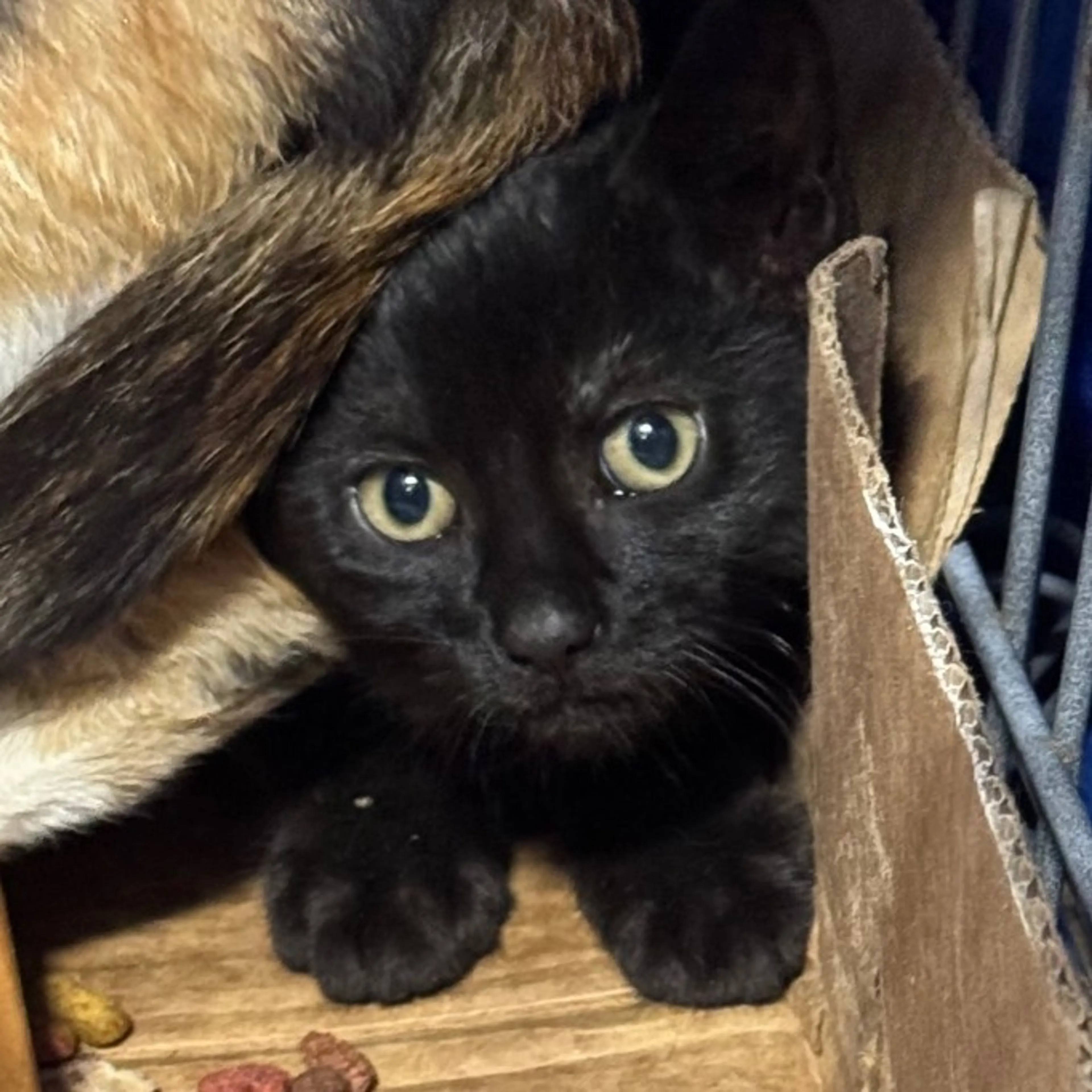 Found pet-1