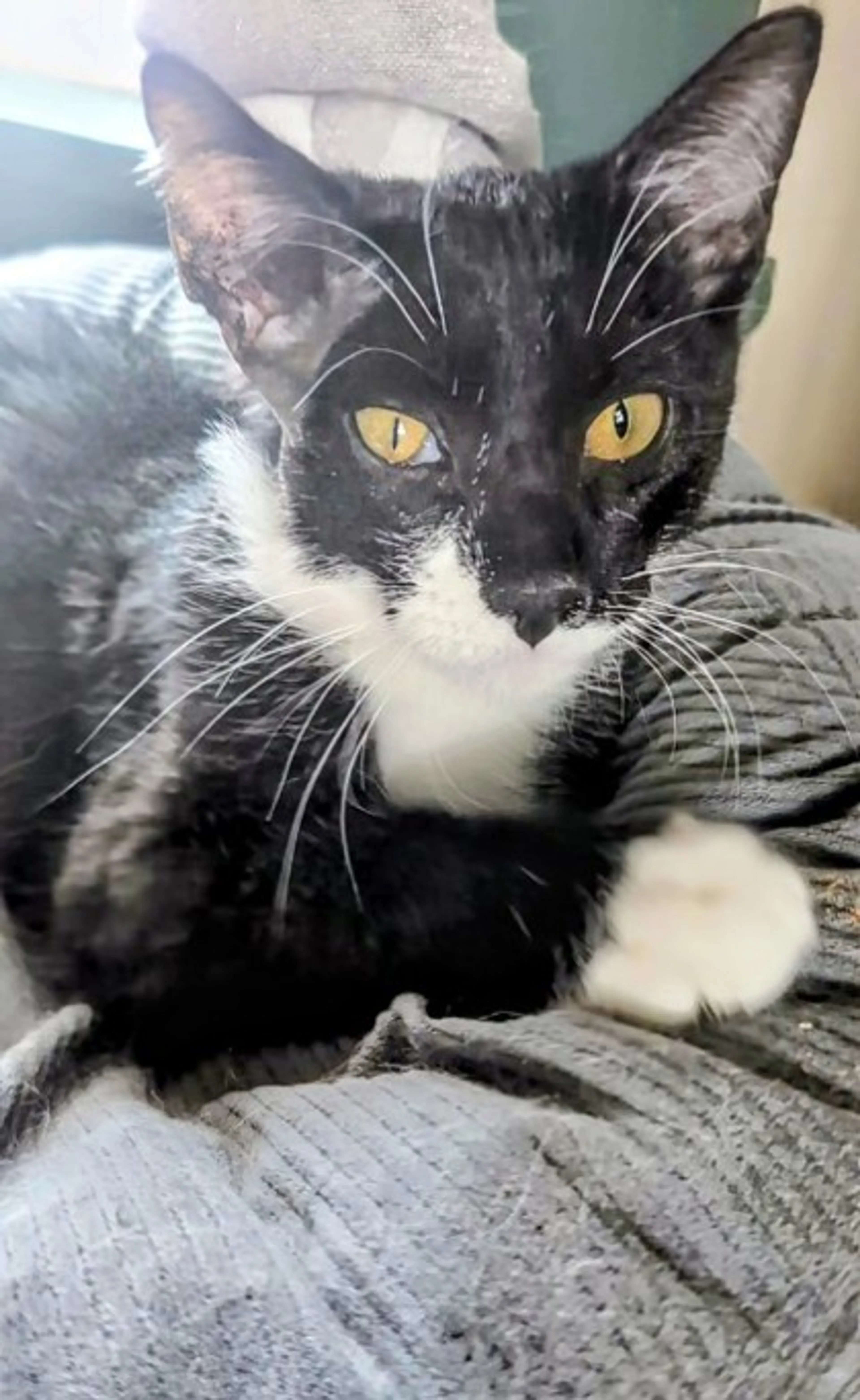 Found pet-0