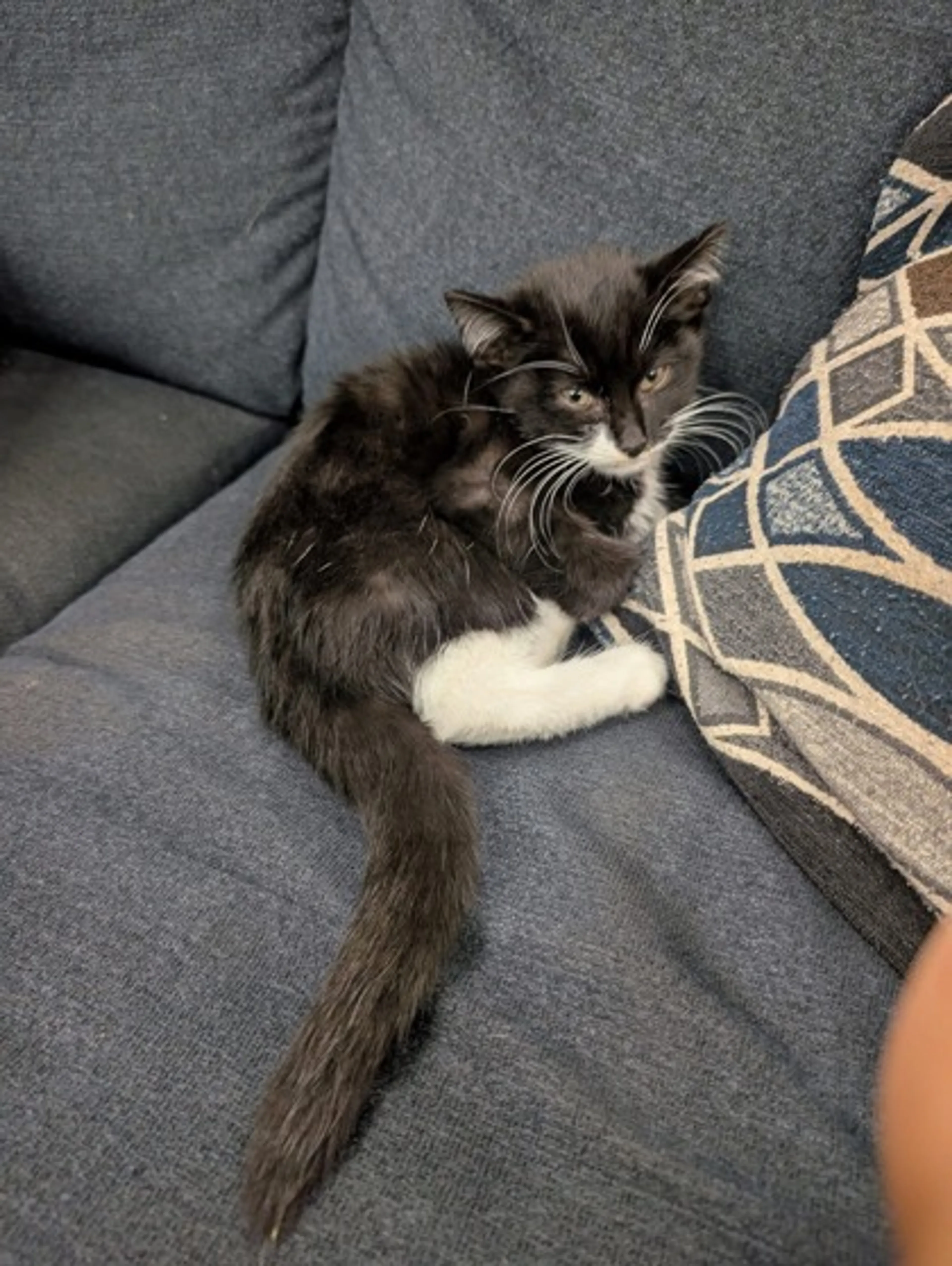 Found pet-1