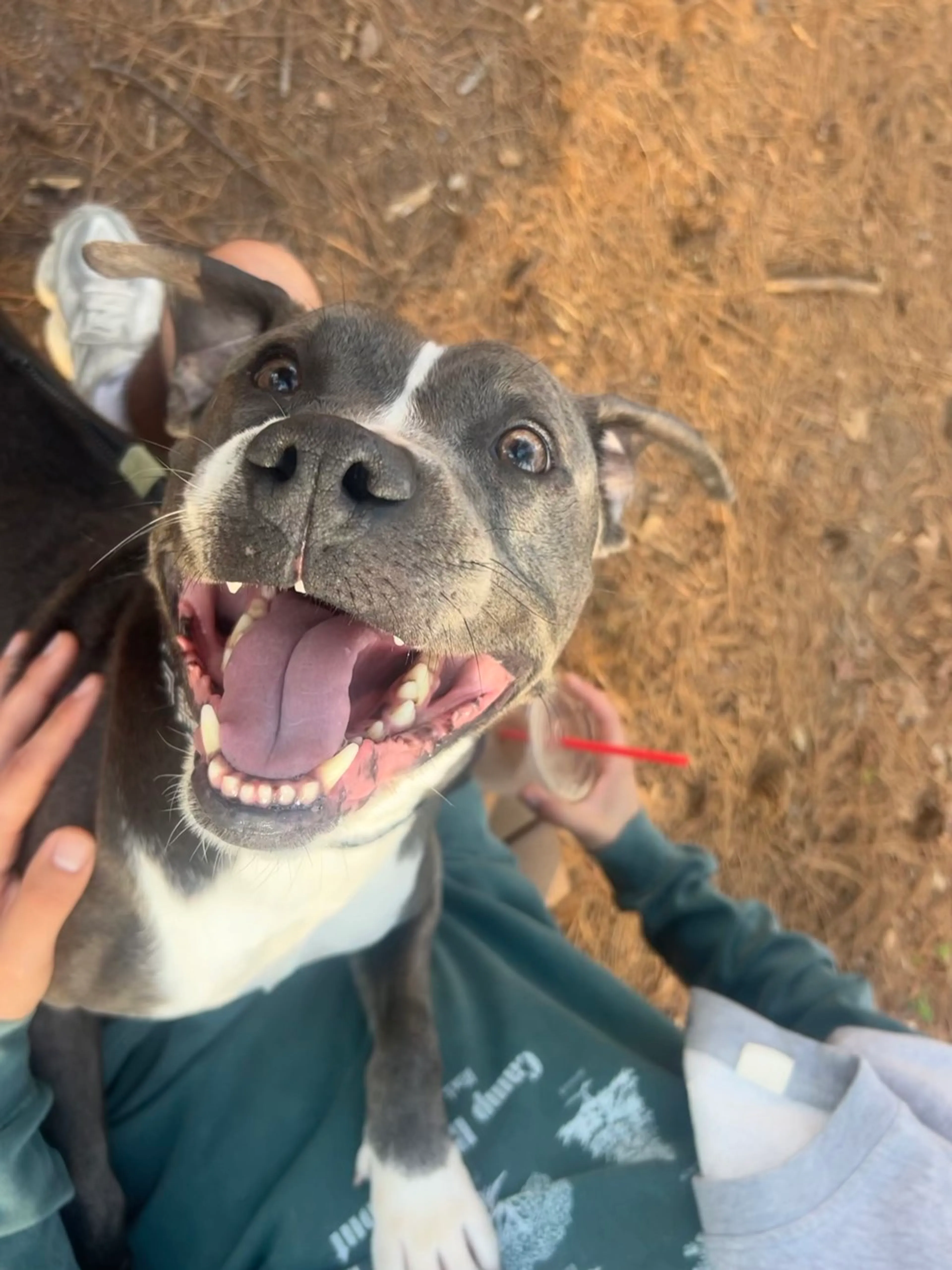 Found pet