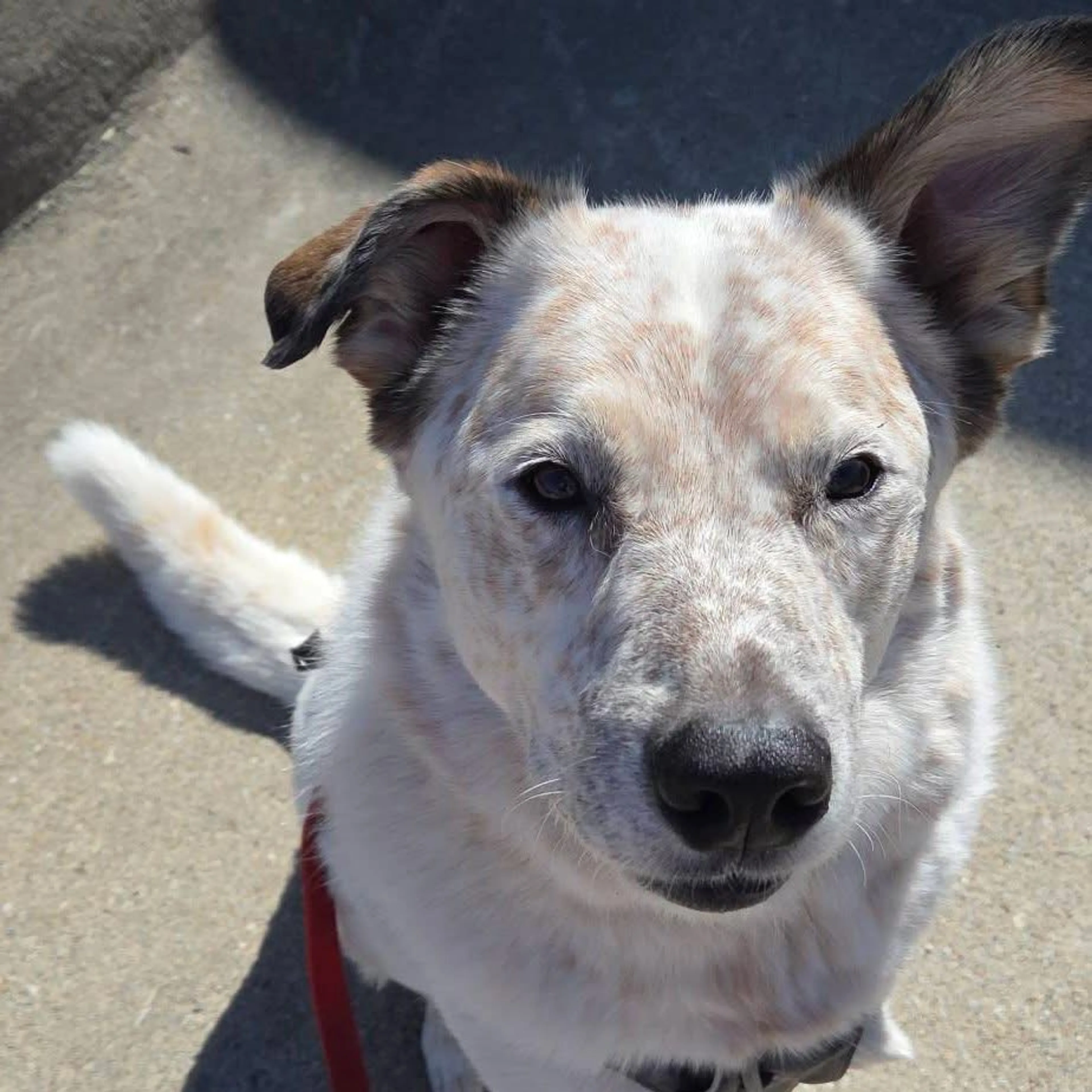 Found pet-33