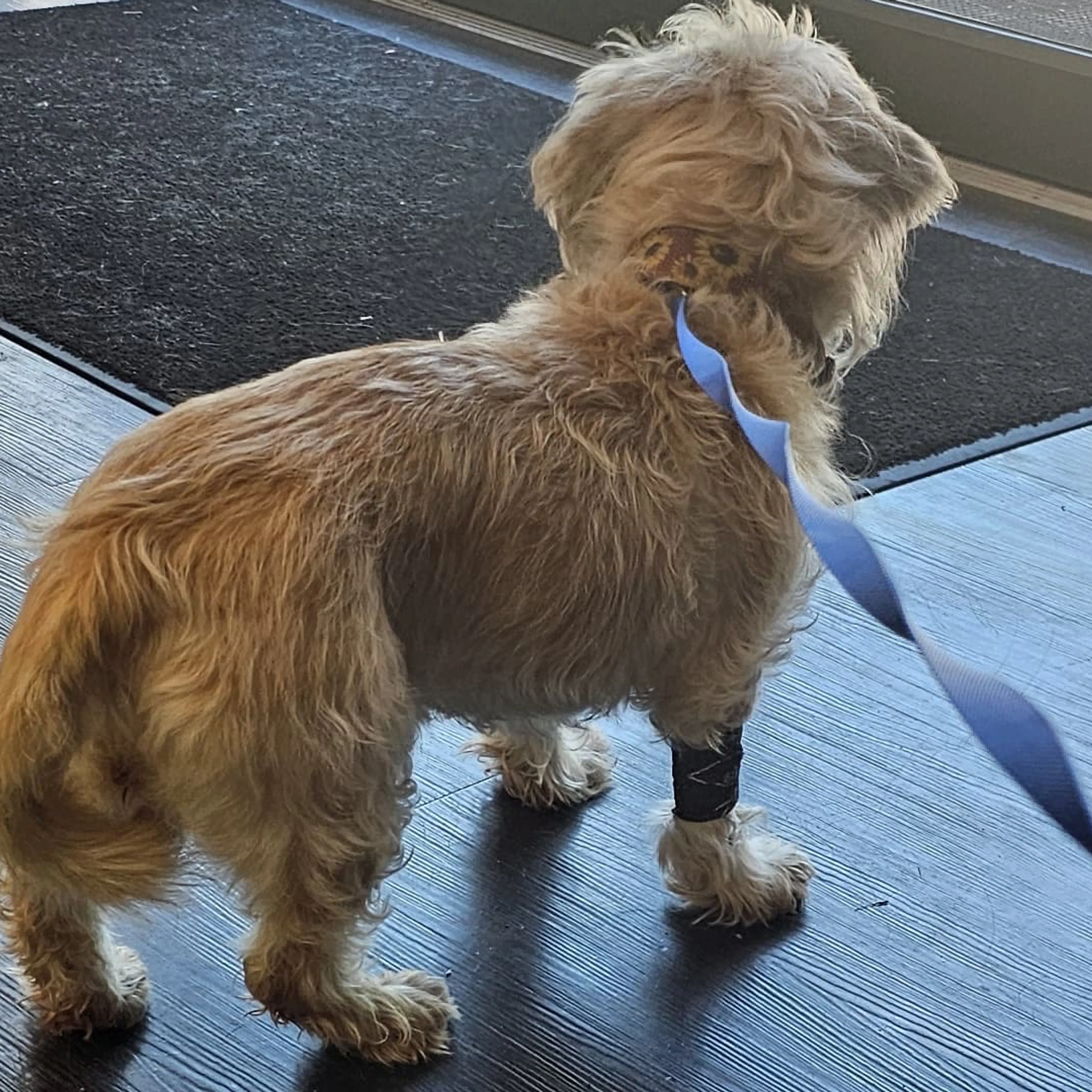 Lost pet-2