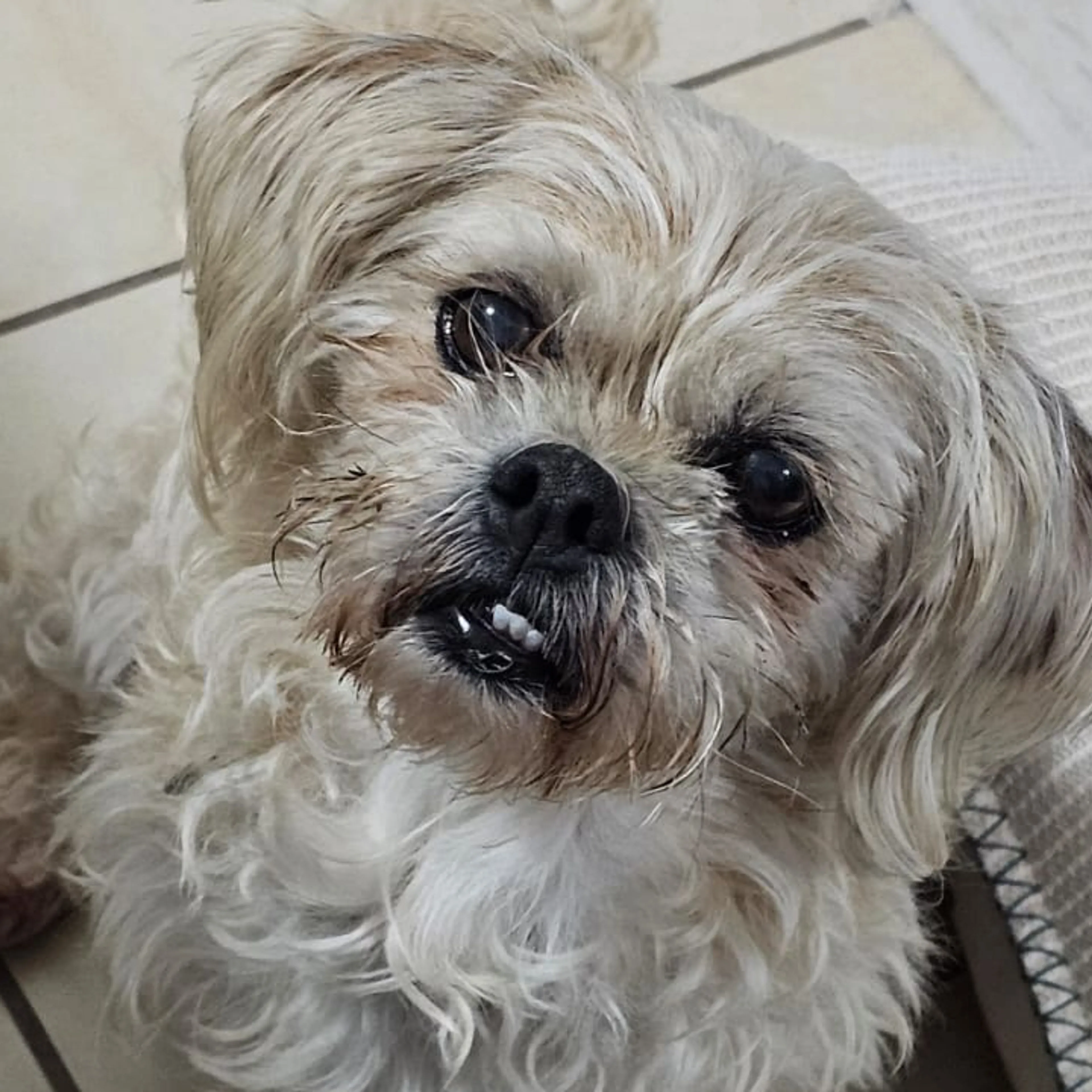Lost pet-3