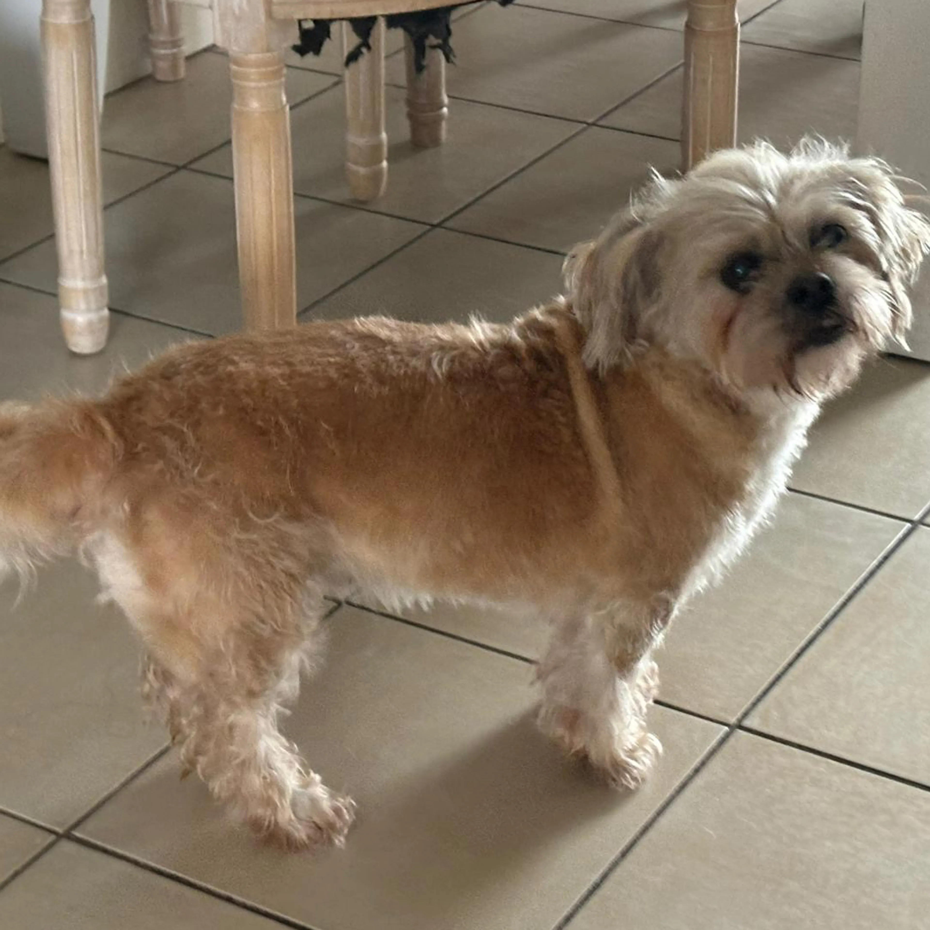 Lost pet-1