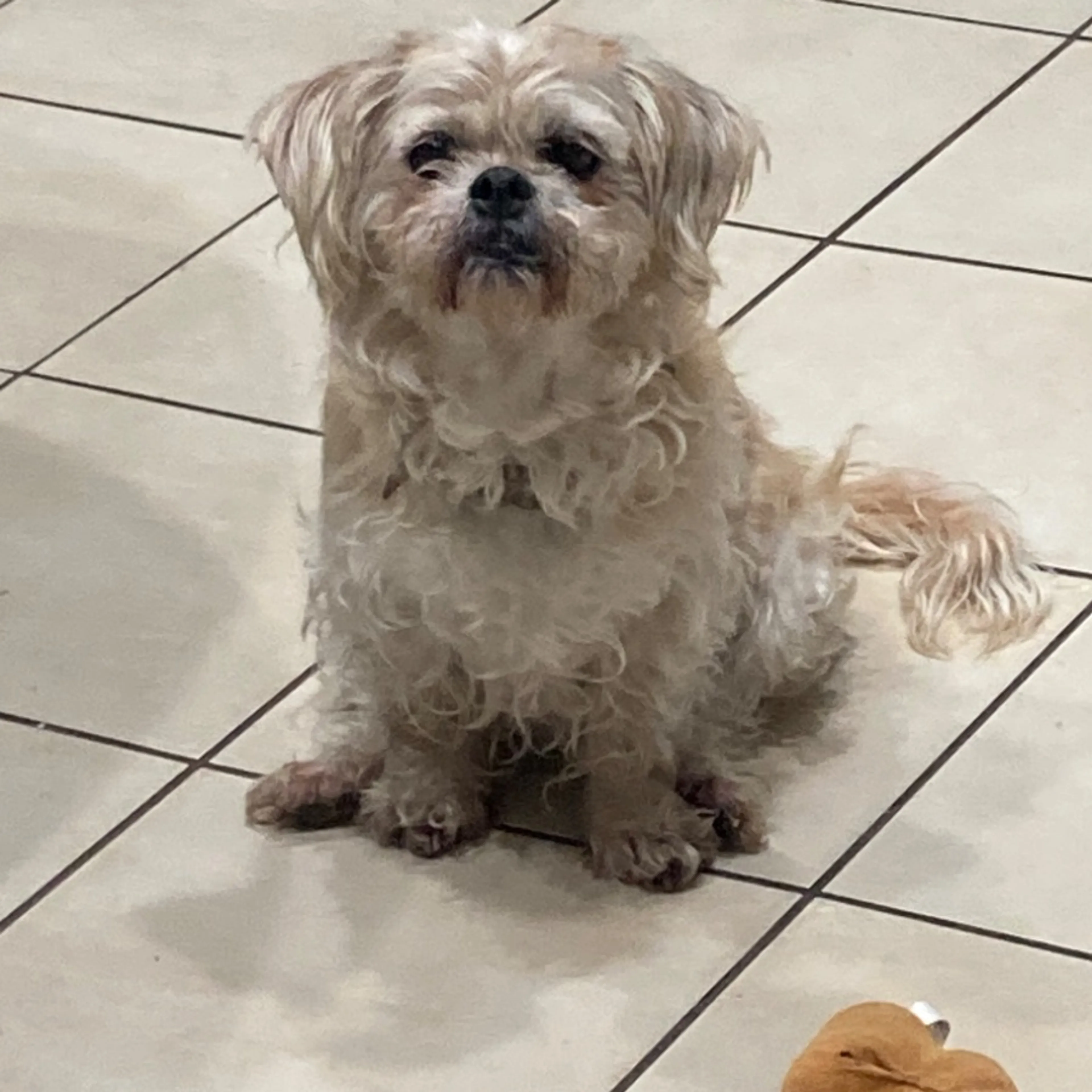 Lost pet-0