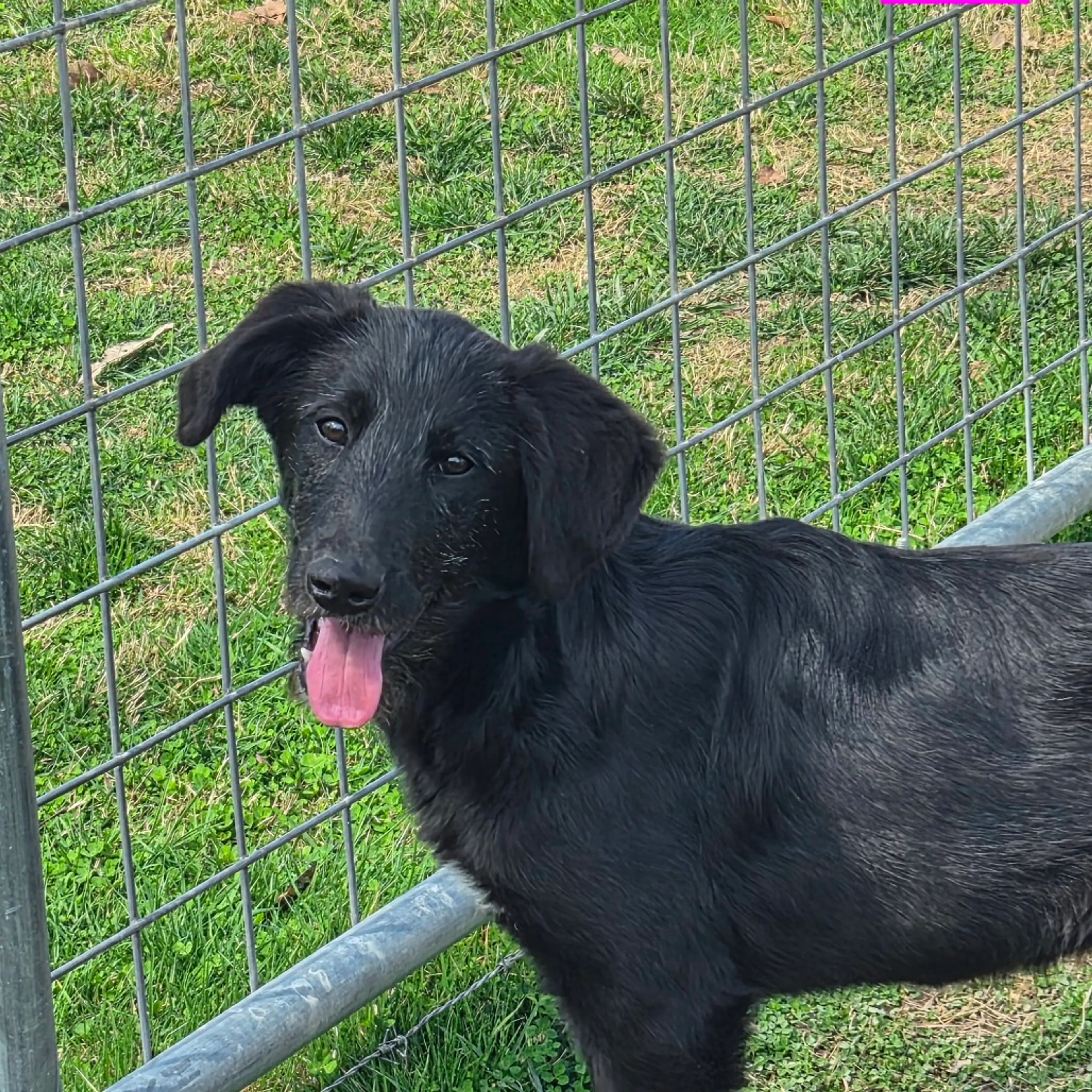 Found pet