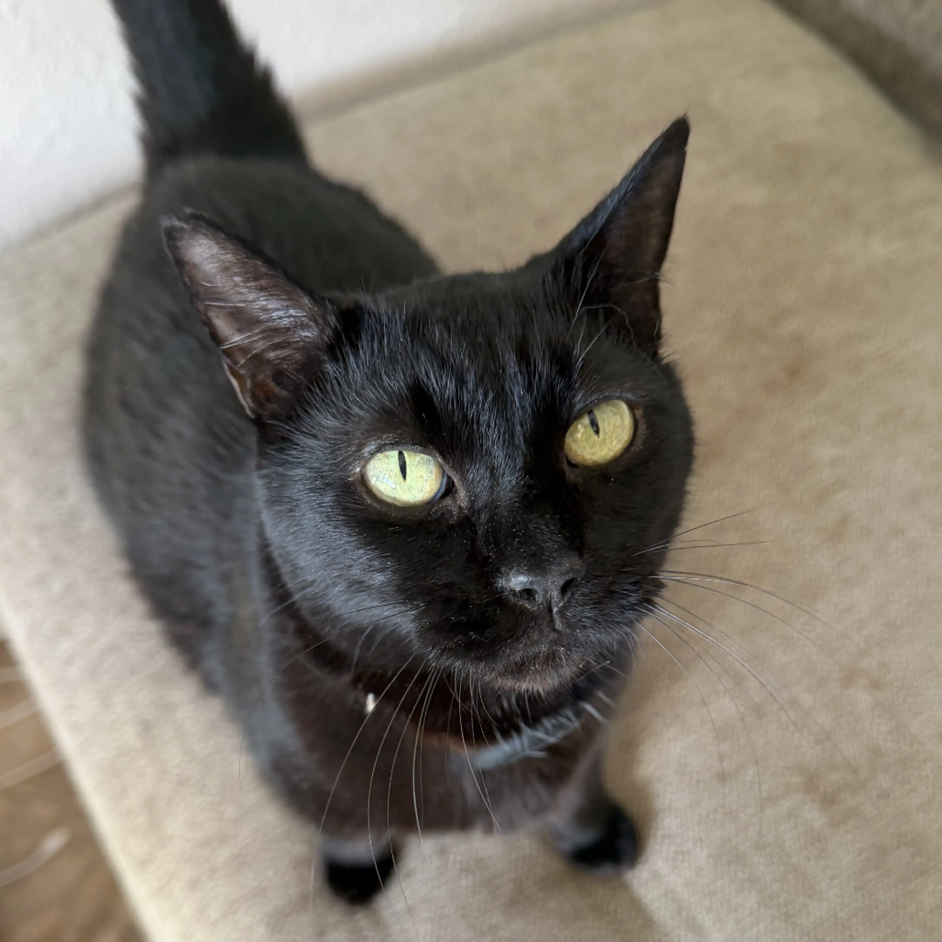 Found pet-2