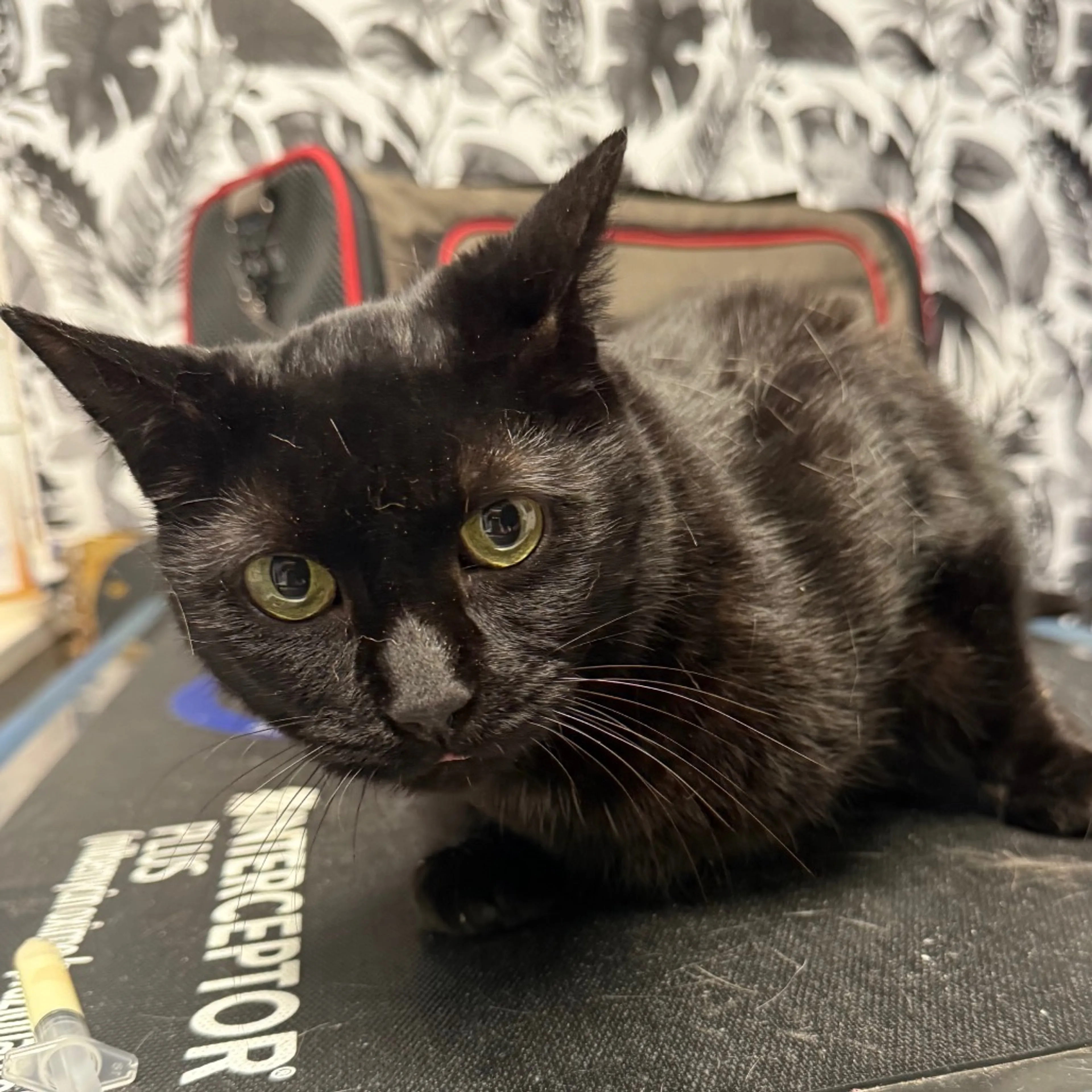 Found pet-1