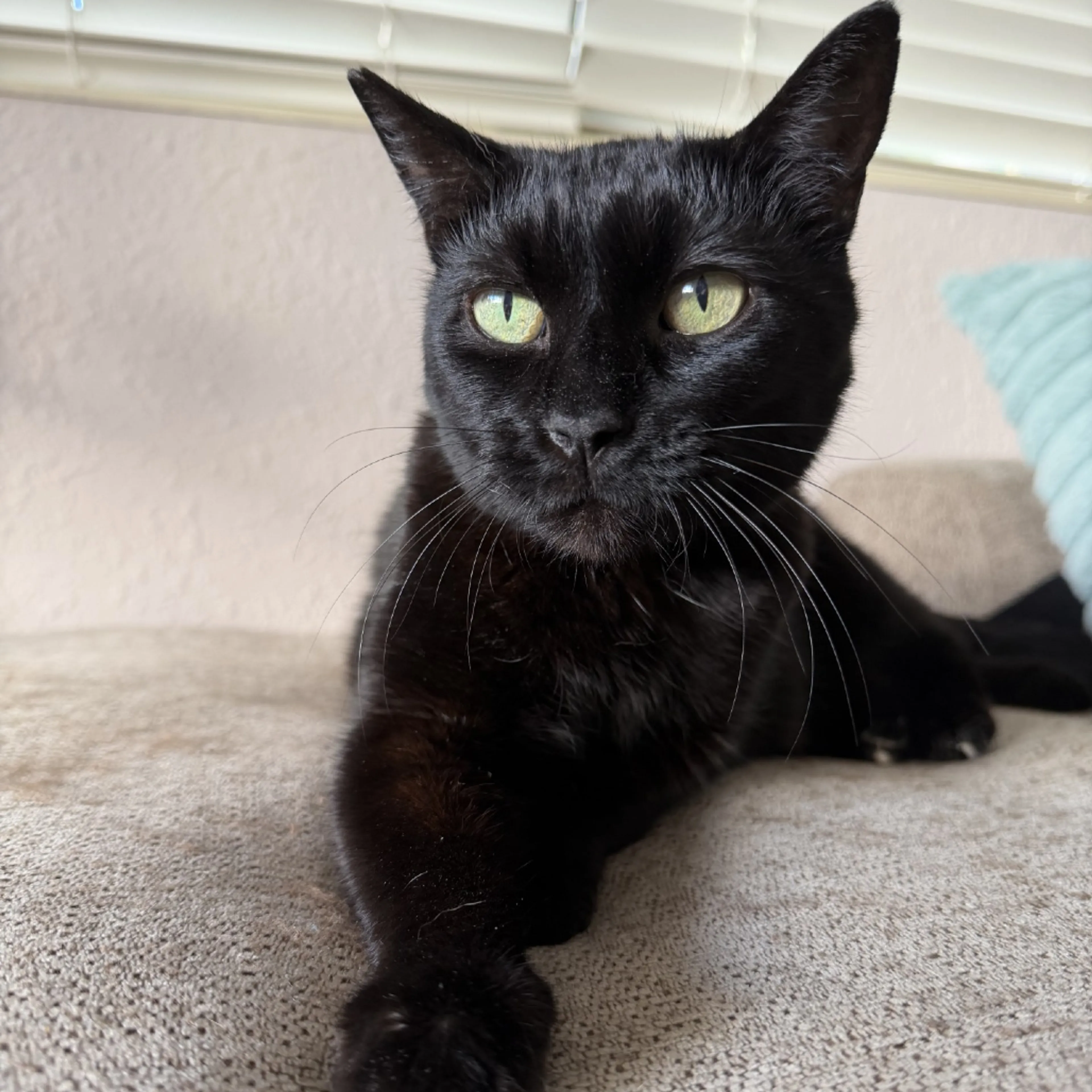 Found pet-3