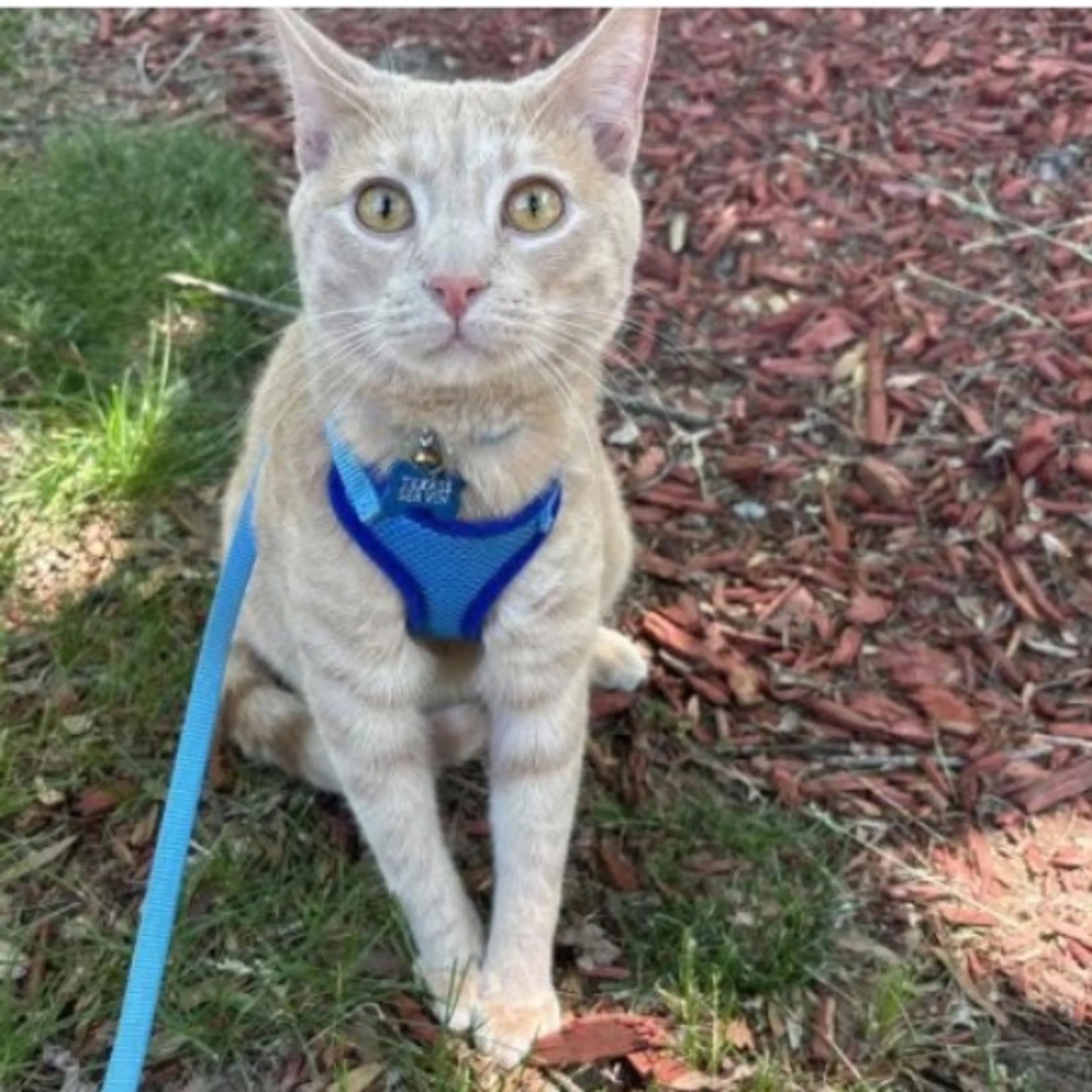 Lost pet