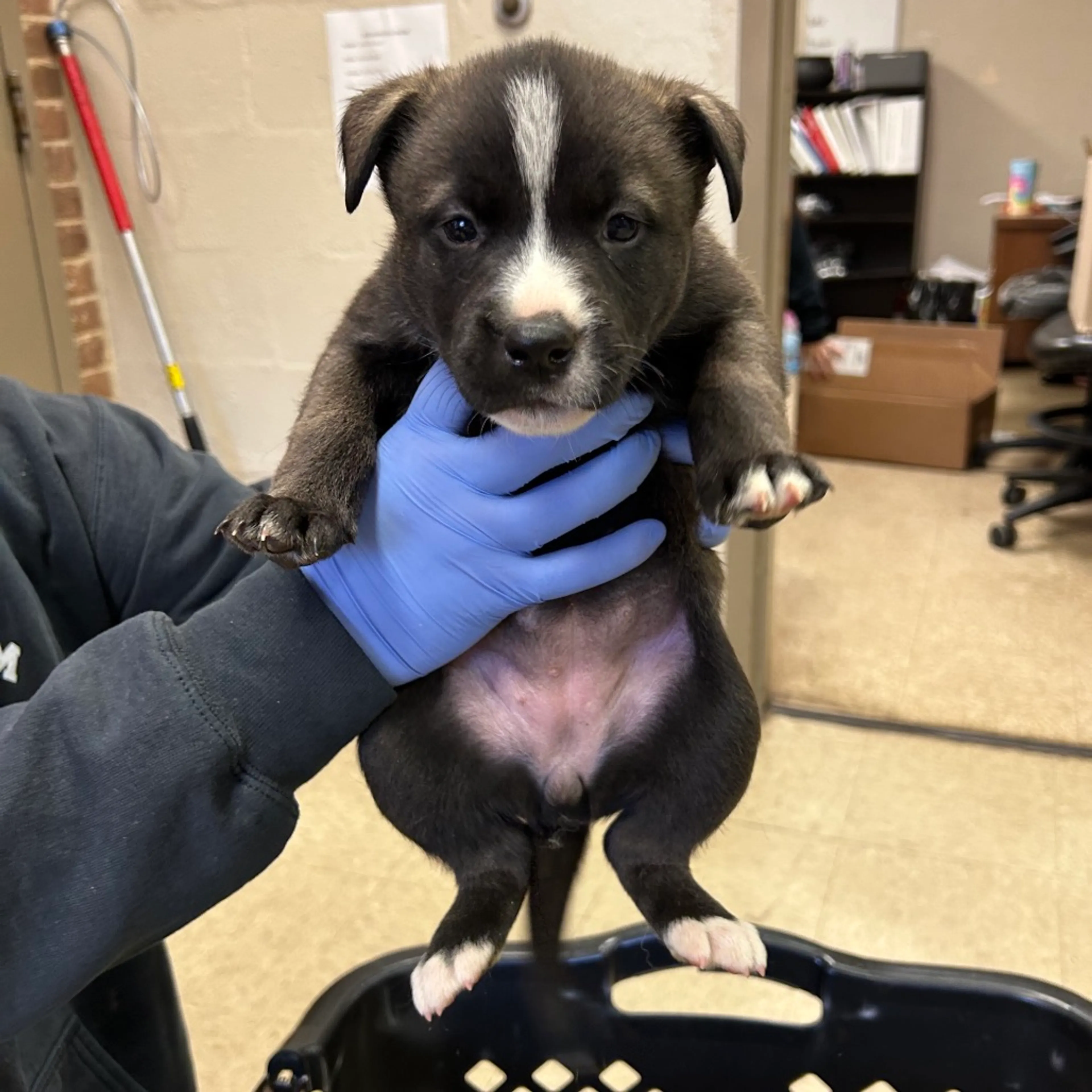 Found pet