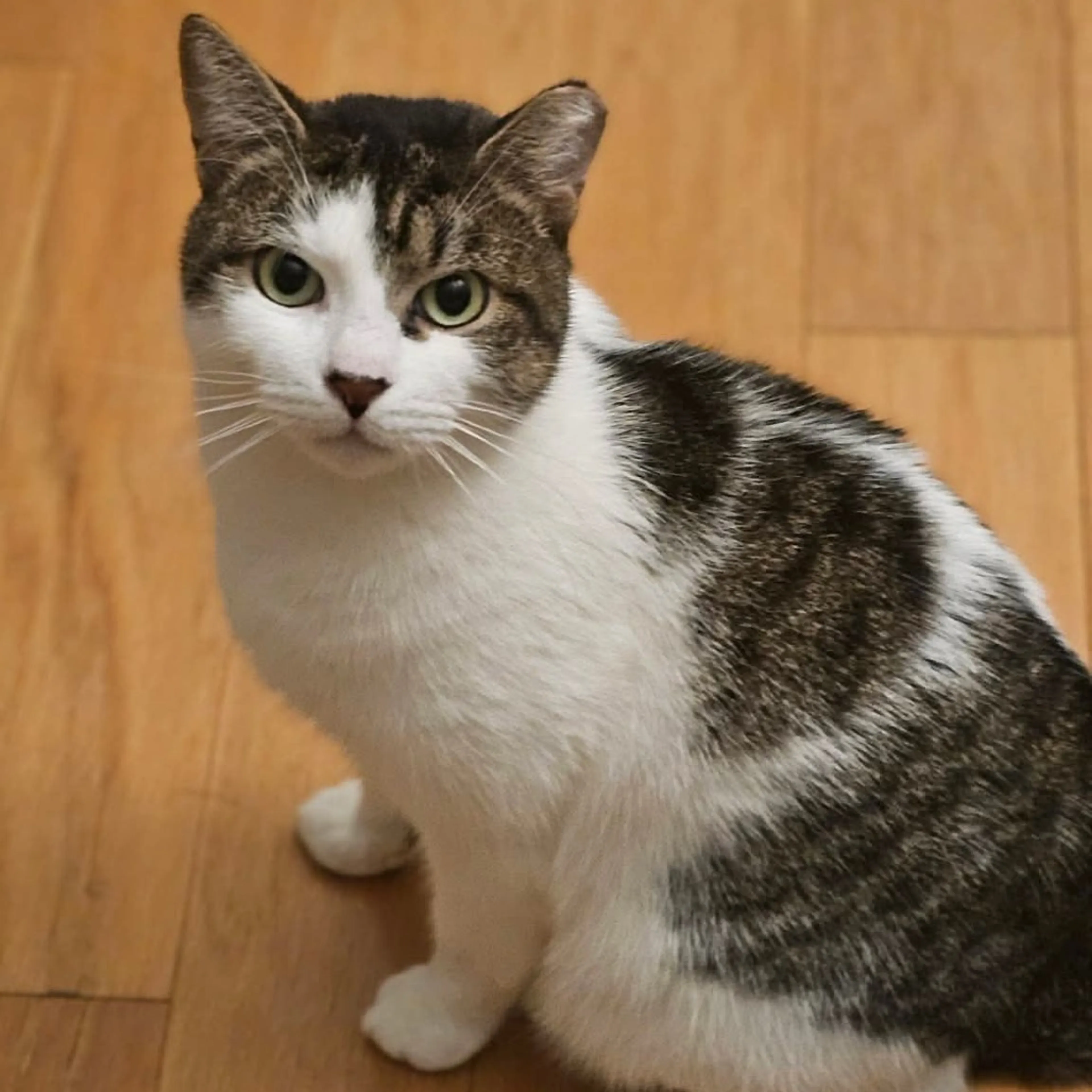 Found pet-16